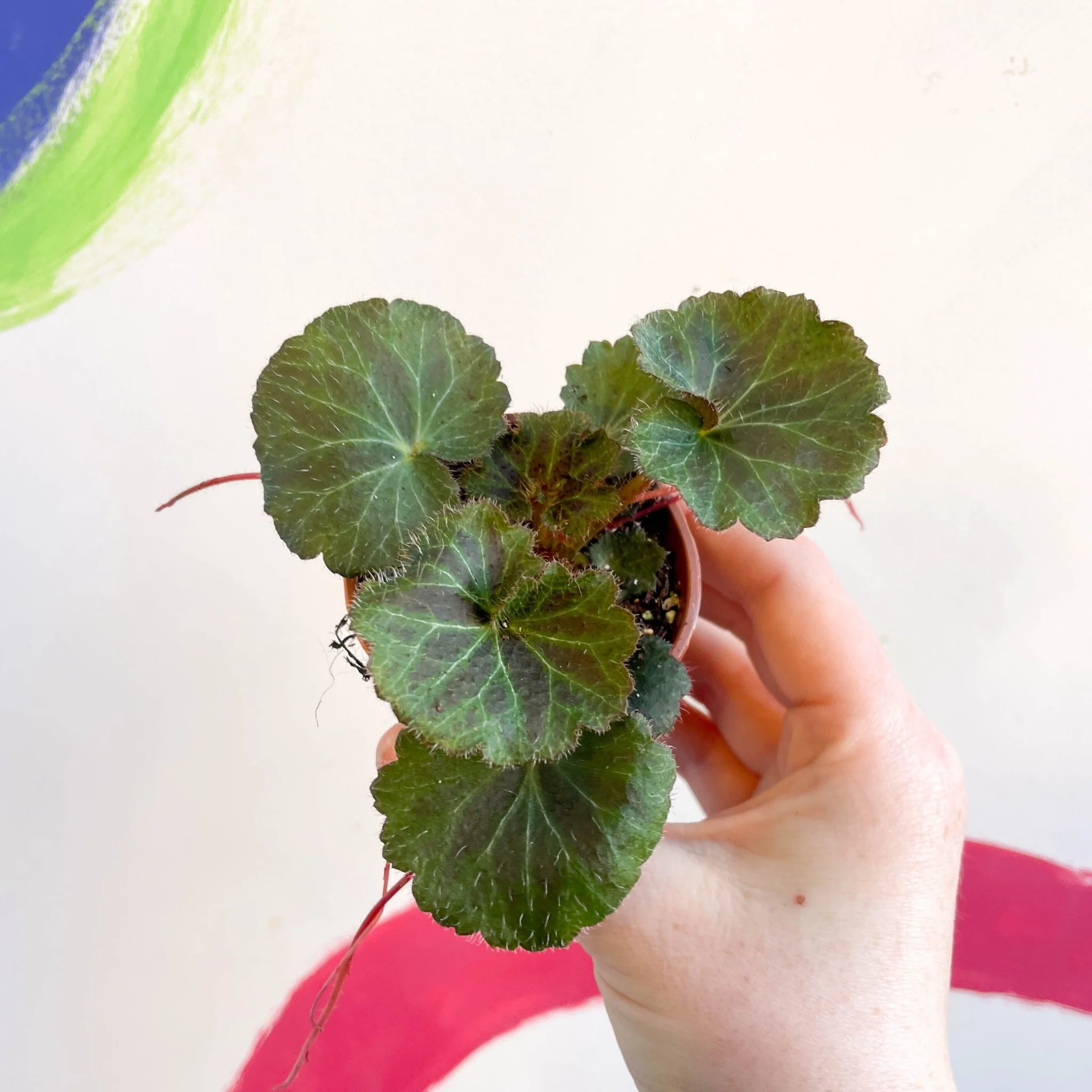 Strawberry Begonia - Saxifraga stolonifera - Welsh Grown