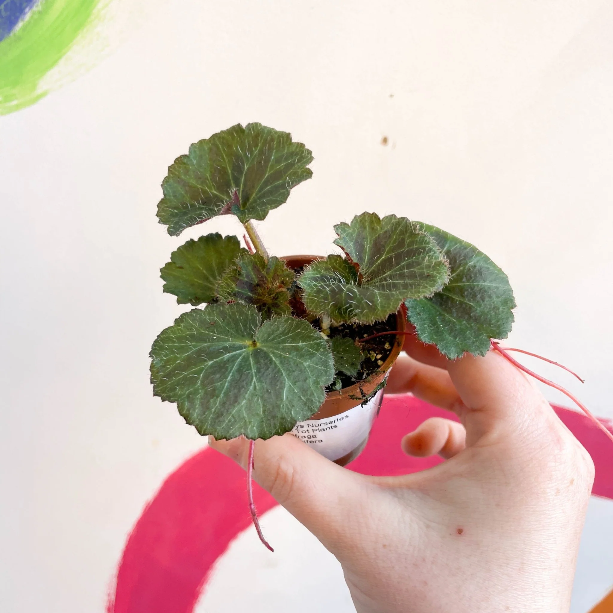 Strawberry Begonia - Saxifraga stolonifera - Welsh Grown - Image 2