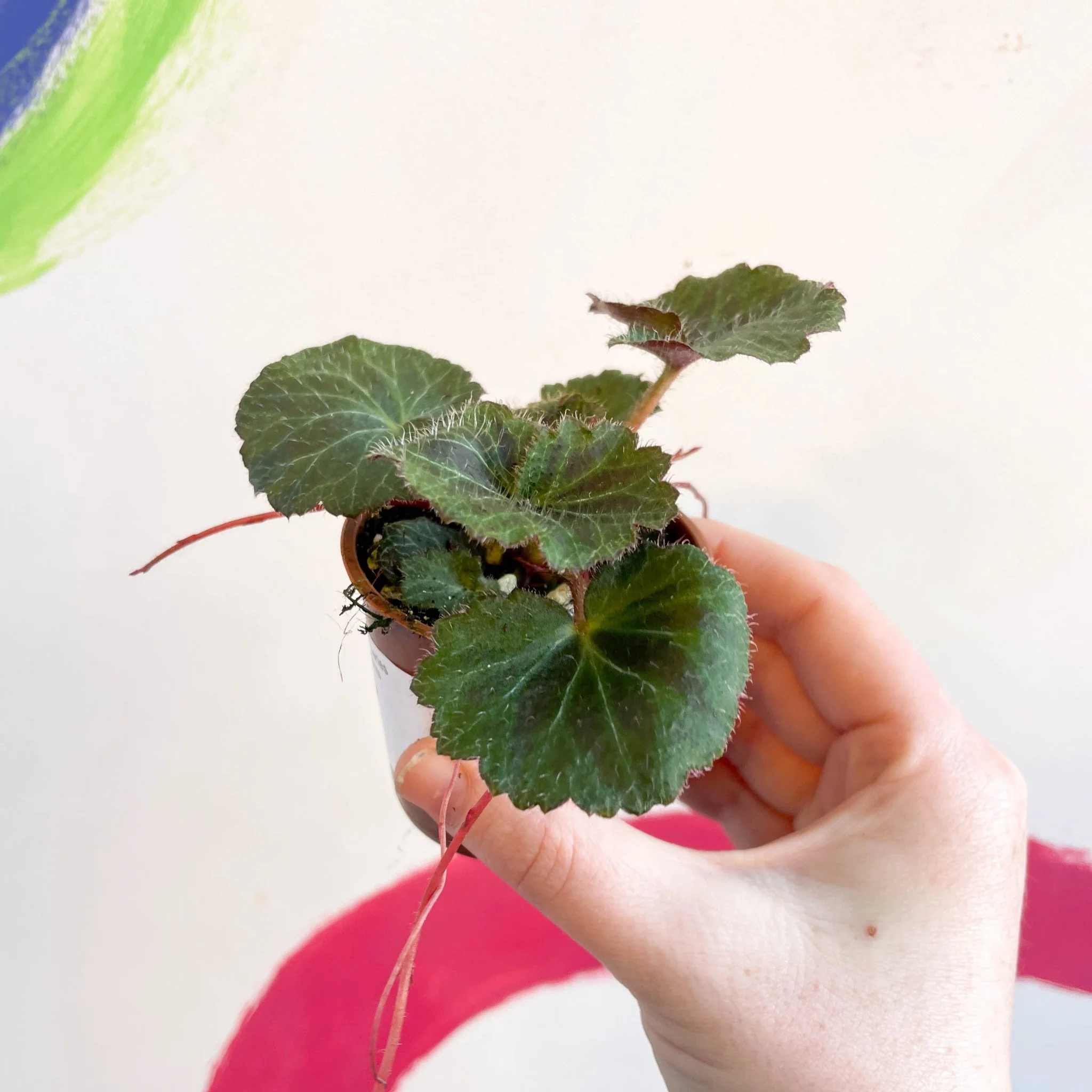 Strawberry Begonia - Saxifraga stolonifera - Welsh Grown - Image 3
