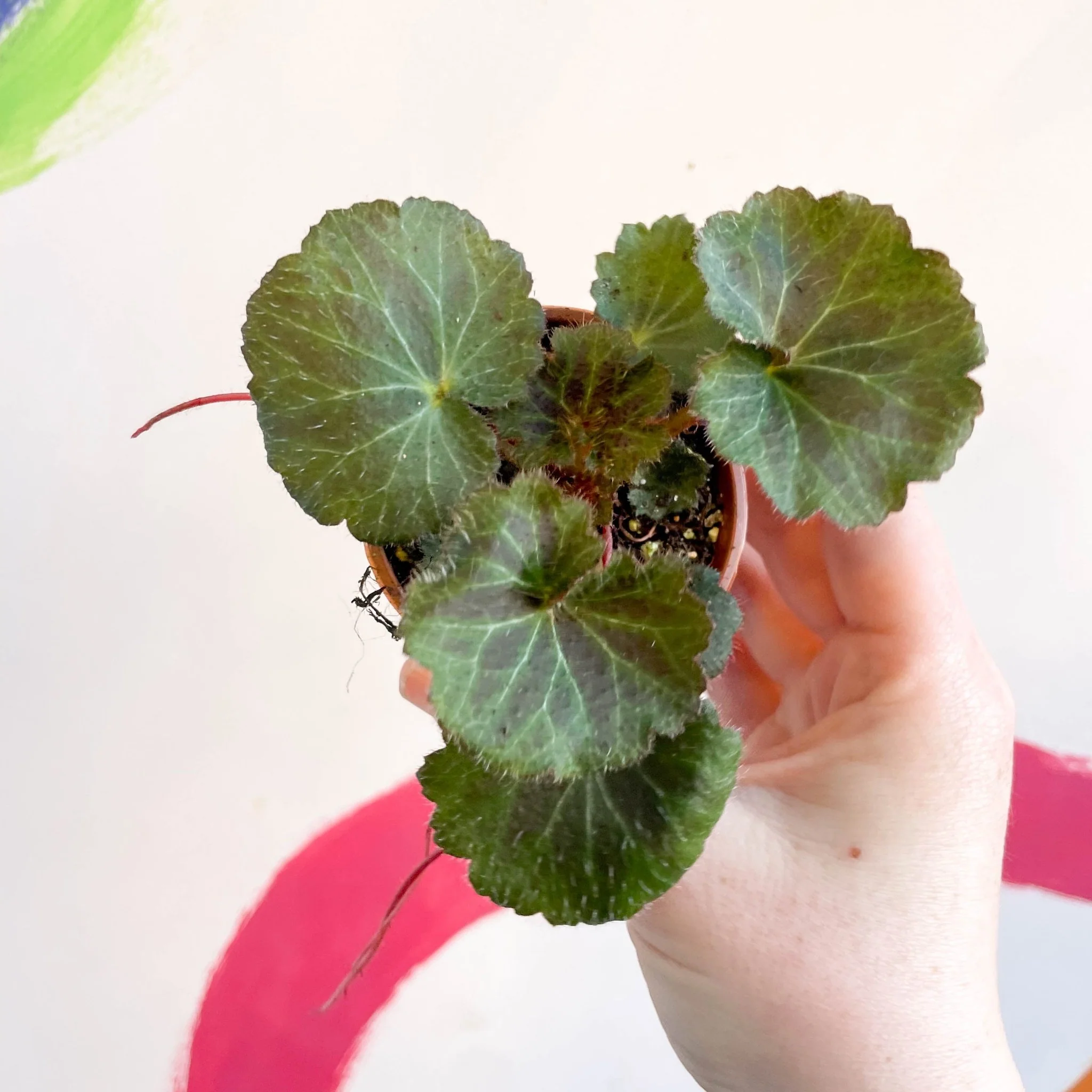 Strawberry Begonia - Saxifraga stolonifera - Welsh Grown - Image 4