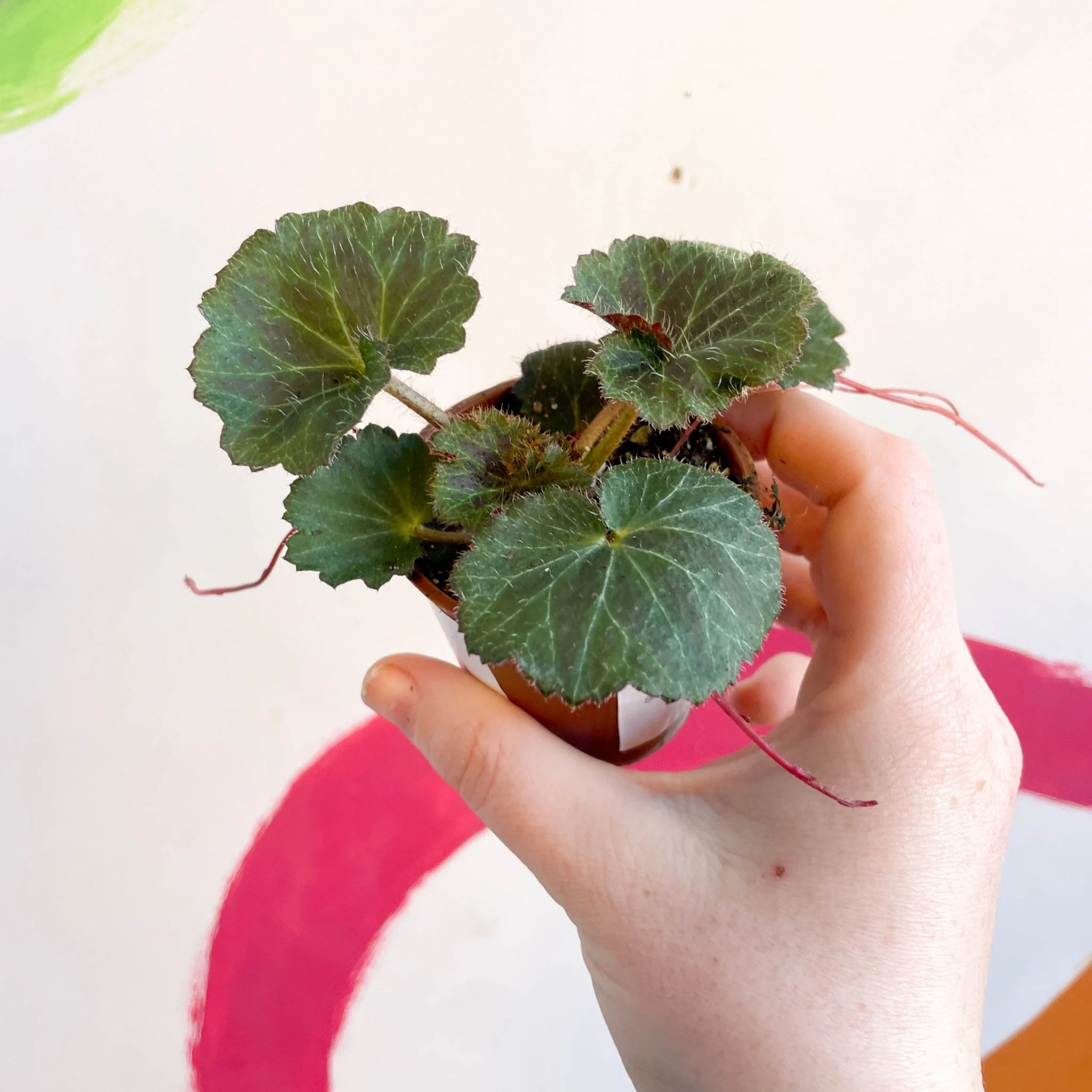 Strawberry Begonia - Saxifraga stolonifera - Welsh Grown - Image 5