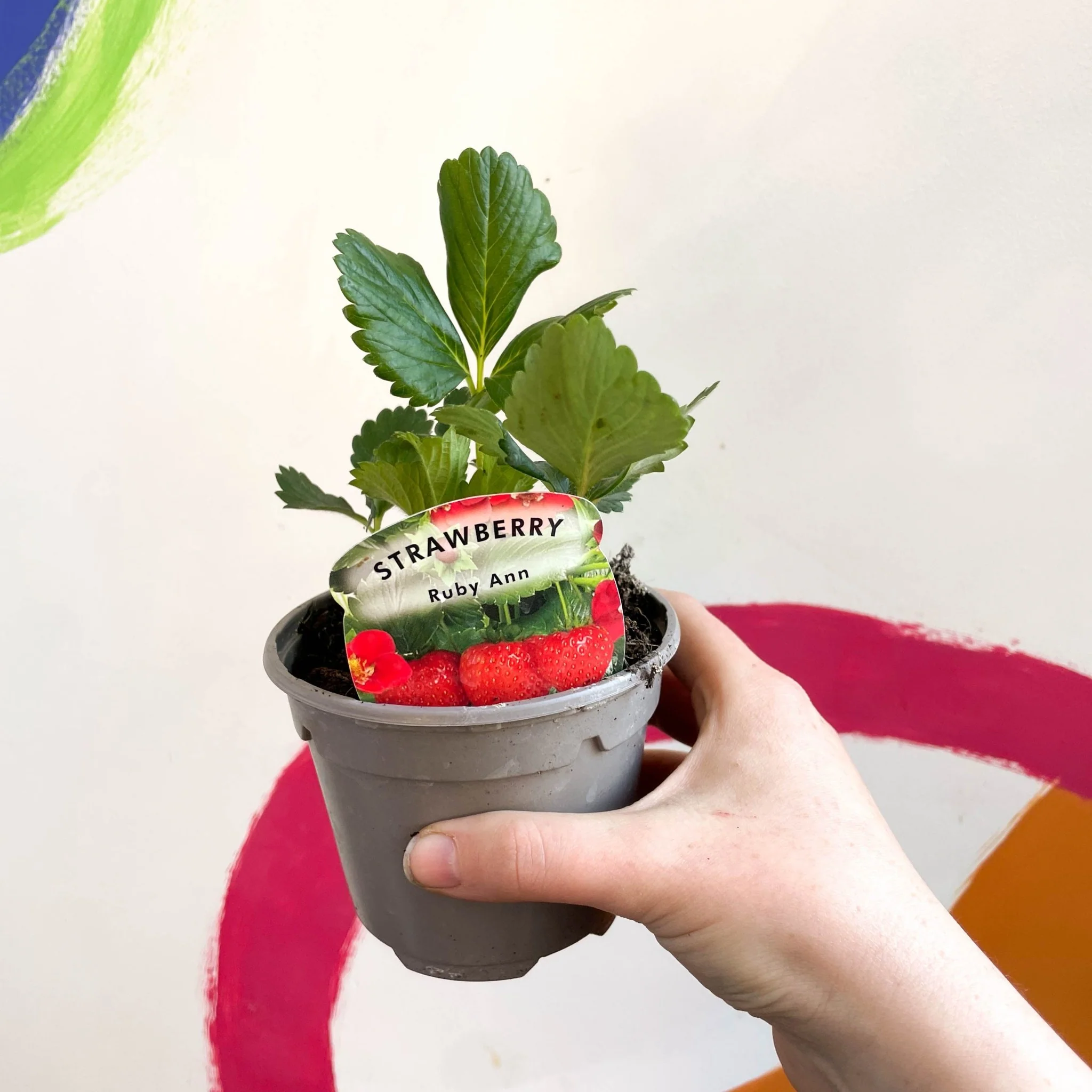 Strawberry - Fragaria × ananassa 'Ruby Ann' - British Grown