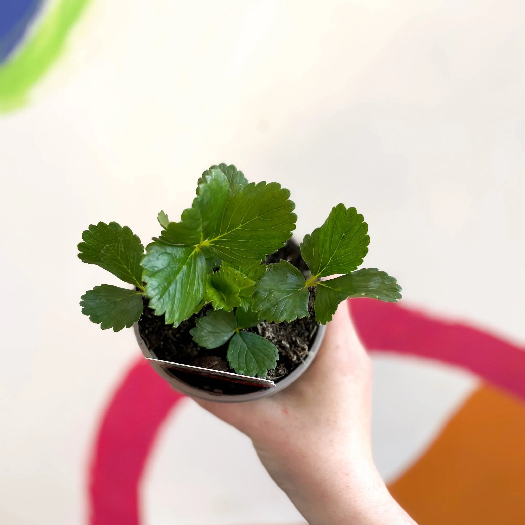 Strawberry - Fragaria × ananassa 'Ruby Ann' - British Grown - Image 2
