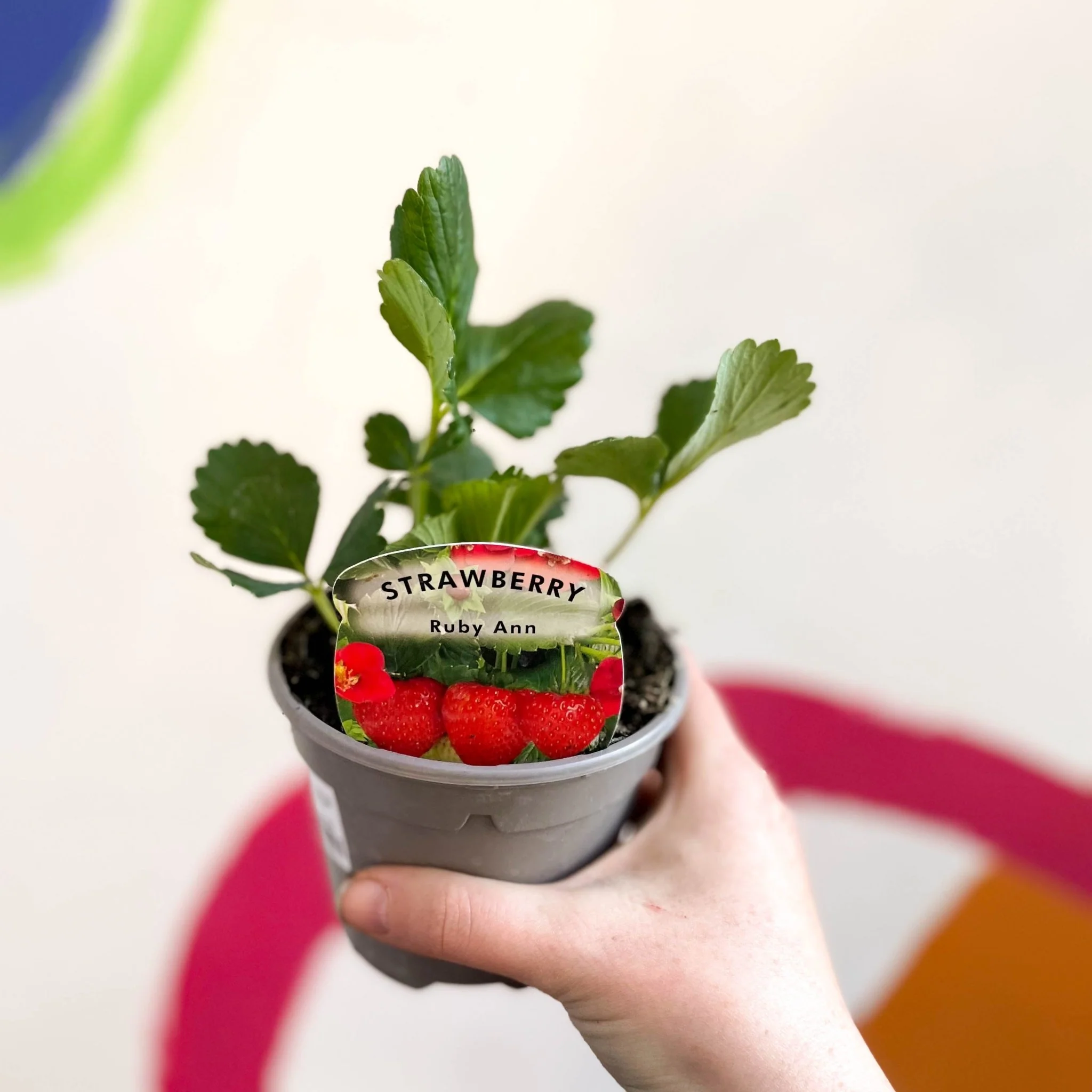 Strawberry - Fragaria × ananassa 'Ruby Ann' - British Grown - Image 3