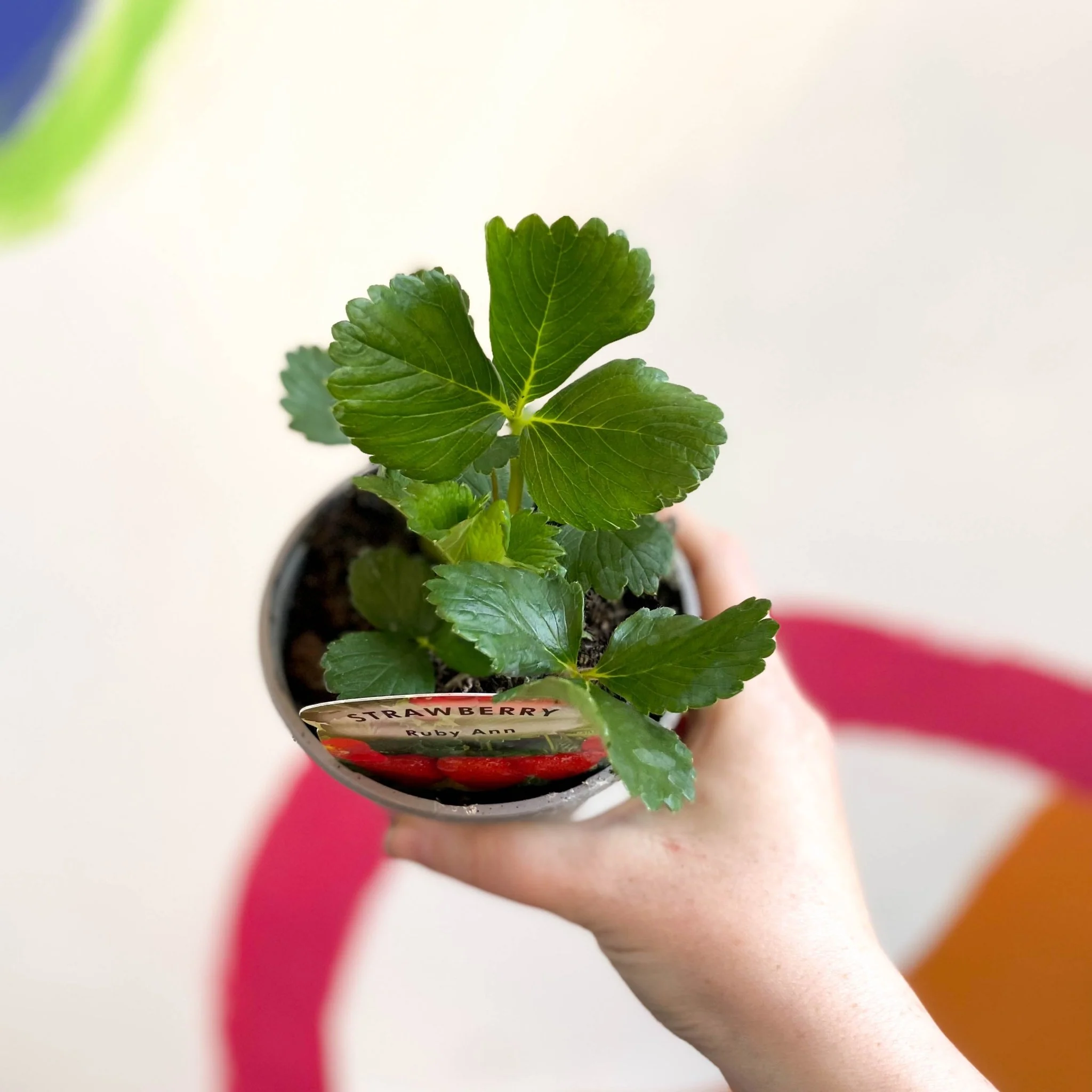 Strawberry - Fragaria × ananassa 'Ruby Ann' - British Grown - Image 4