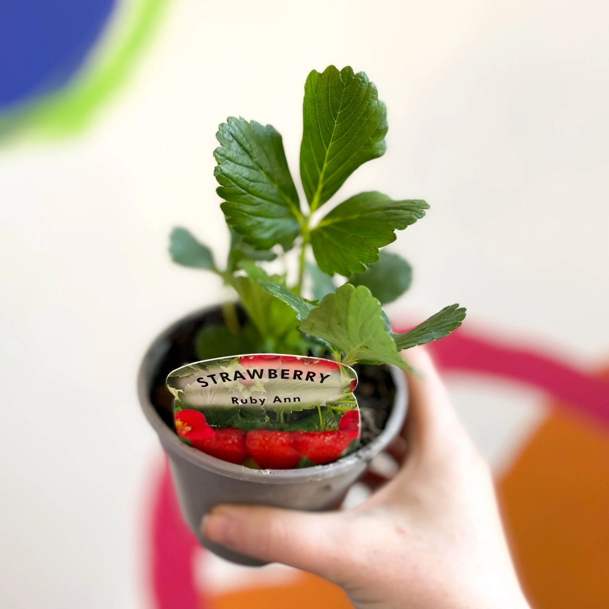 Strawberry - Fragaria × ananassa 'Ruby Ann' - British Grown - Image 5