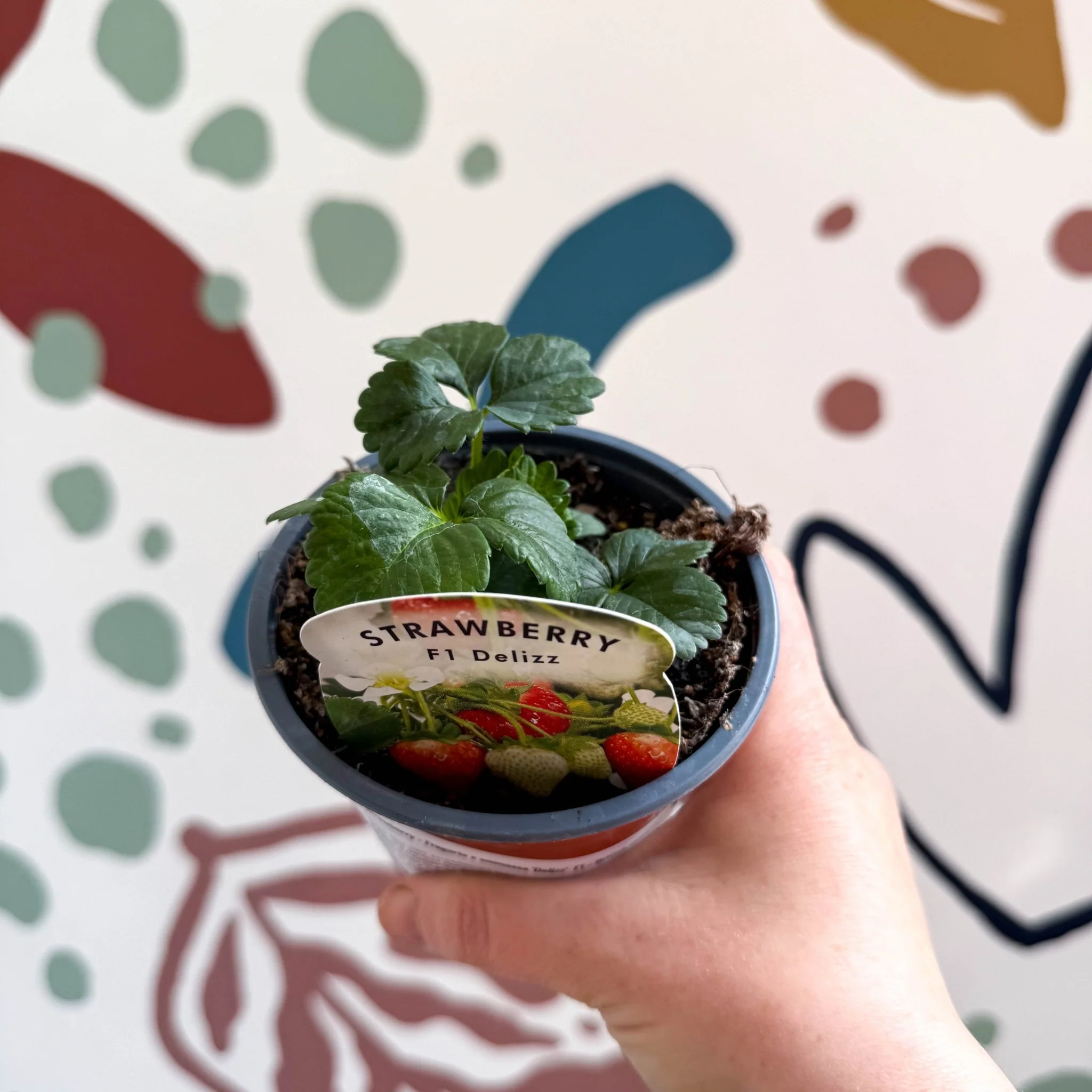 Strawberry - Fragaria x ananassa 'Delizz'  F1 - British Grown - Image 2