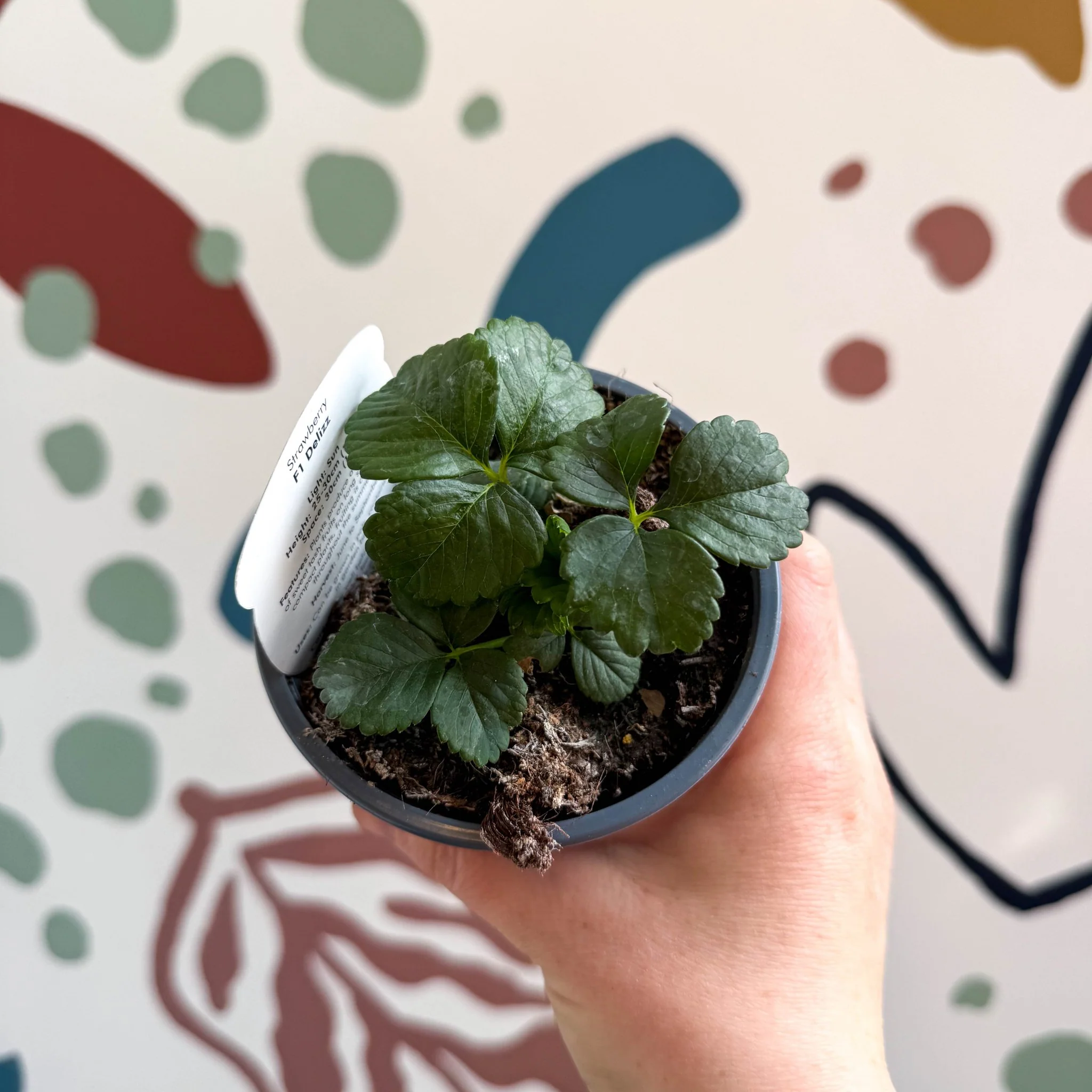 Strawberry - Fragaria x ananassa 'Delizz'  F1 - British Grown - Image 3