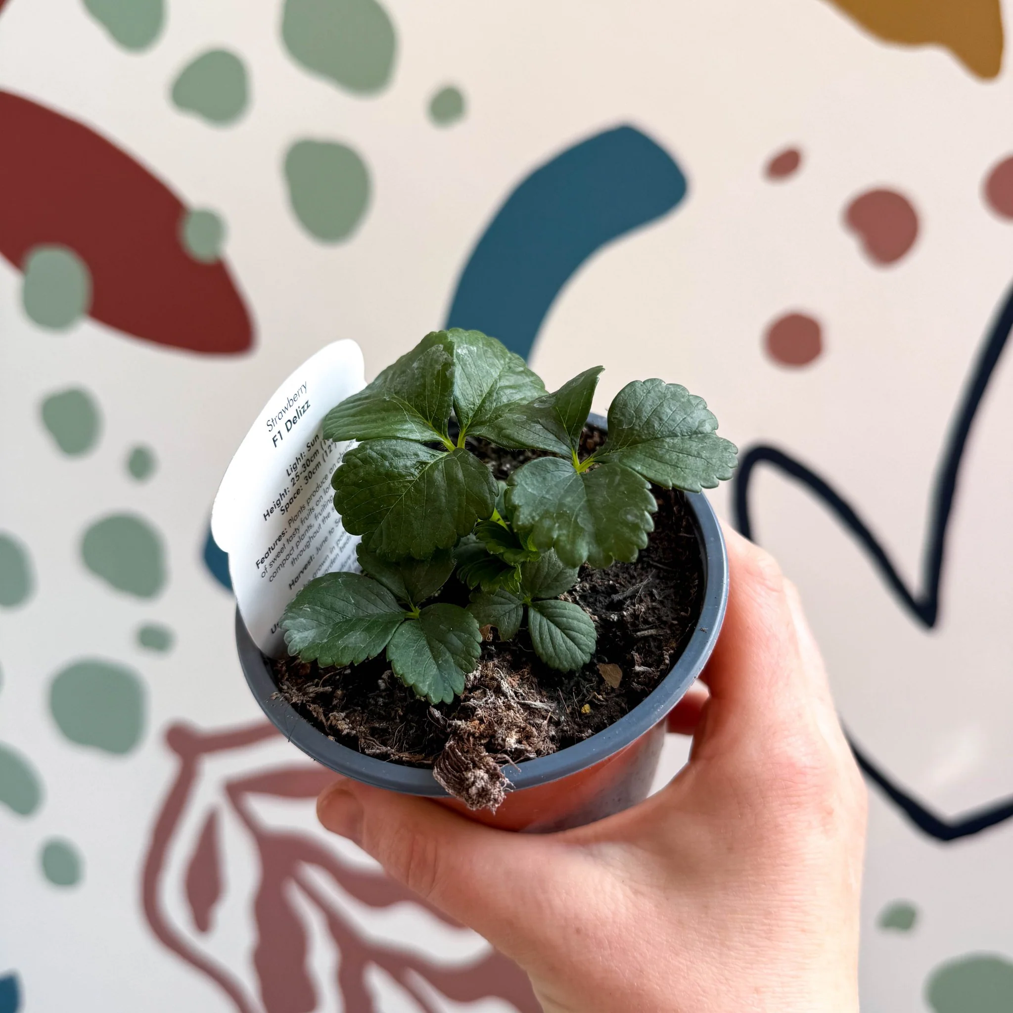 Strawberry - Fragaria x ananassa 'Delizz'  F1 - British Grown - Image 4