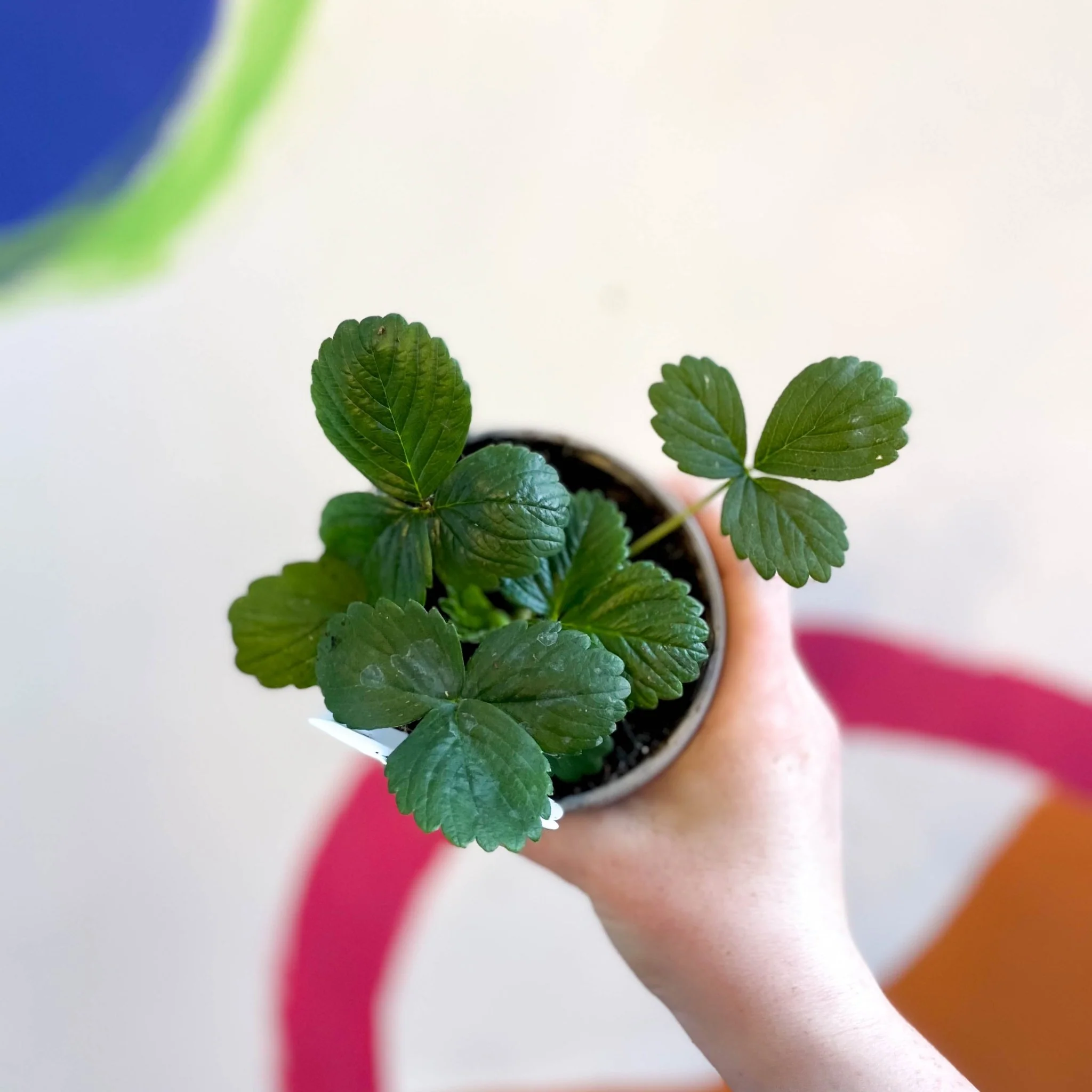 Strawberry - Fragaria x ananassa 'Elan' - British Grown - Image 2