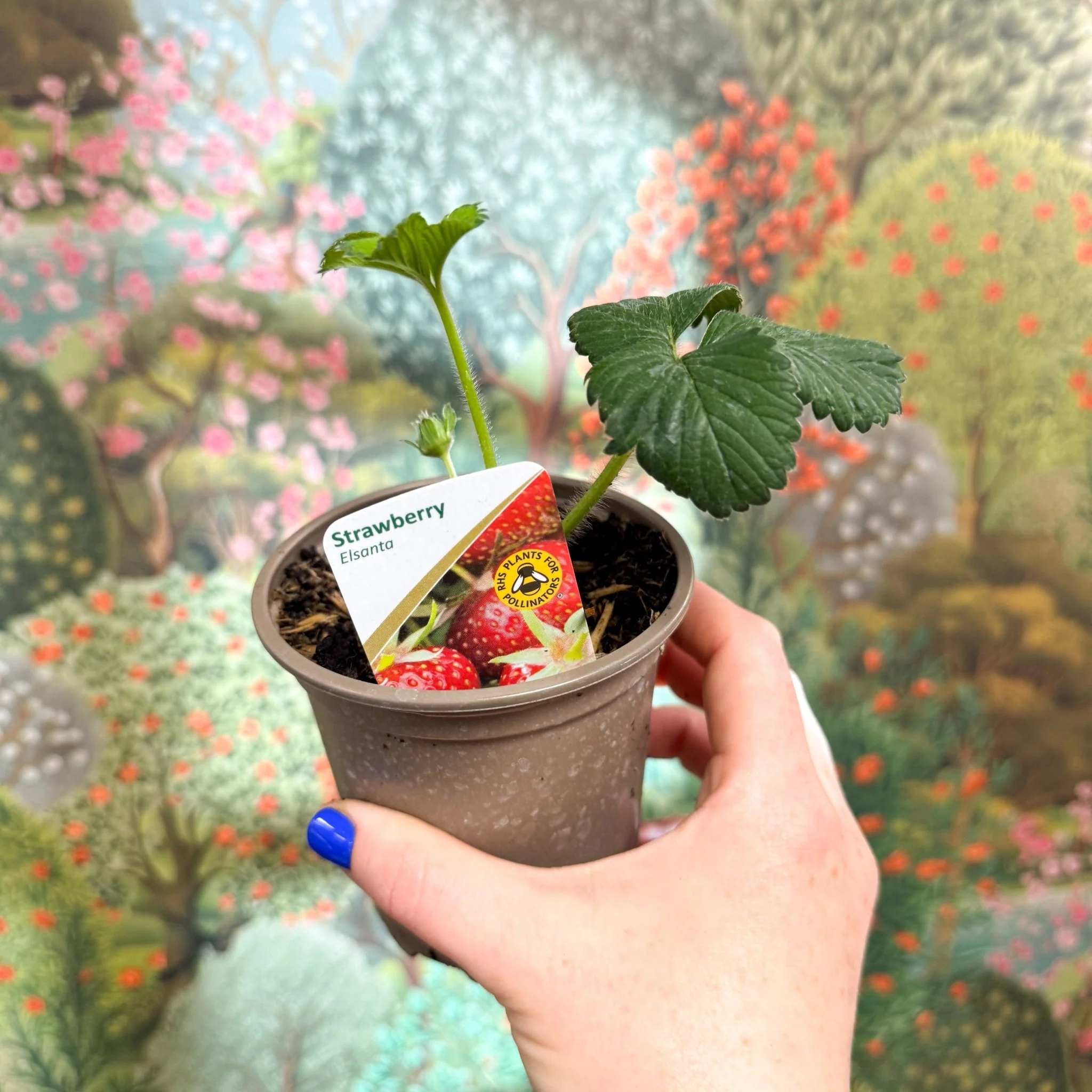 Strawberry - Fragaria x ananassa 'Elsanta'  - British Grown