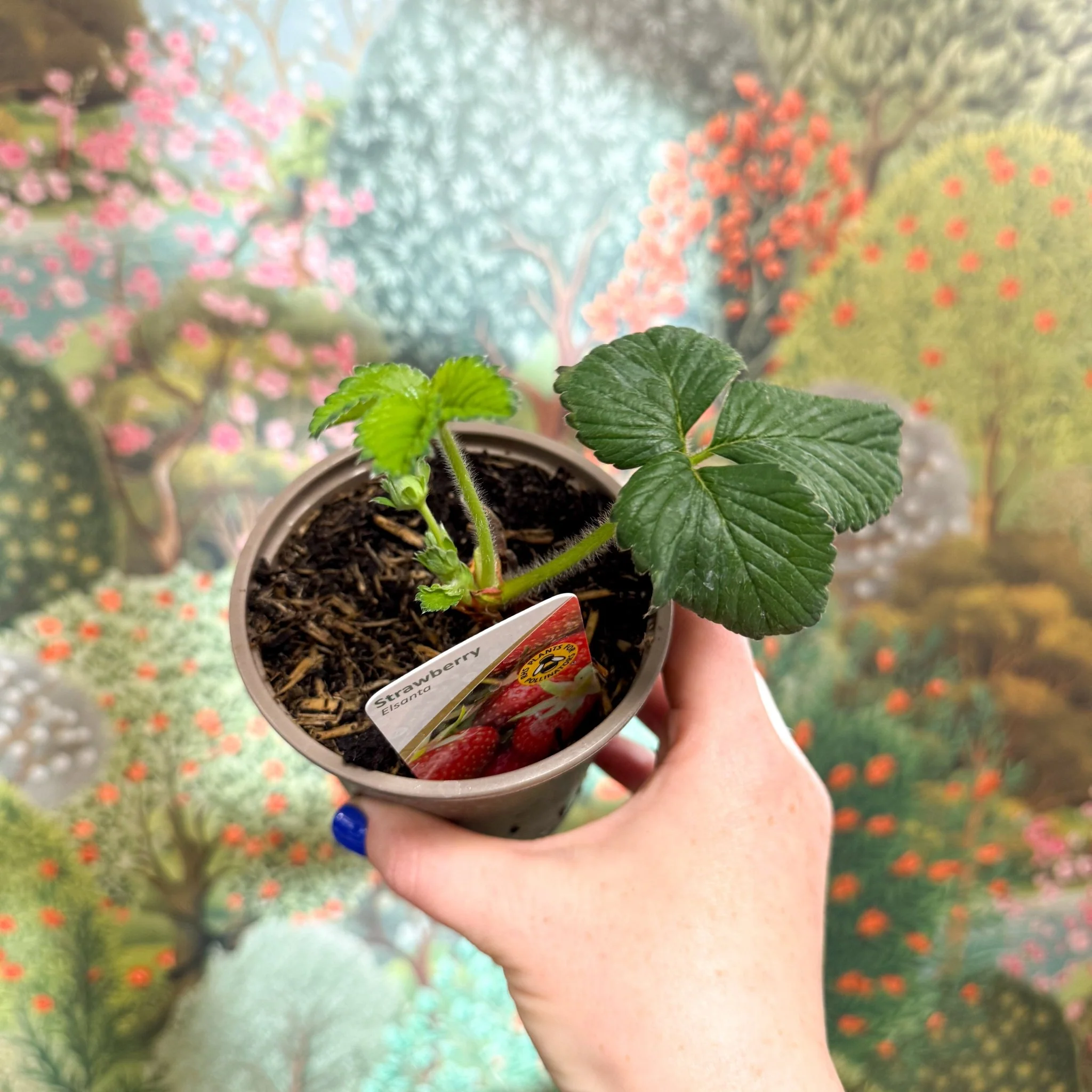 Strawberry - Fragaria x ananassa 'Elsanta'  - British Grown - Image 2