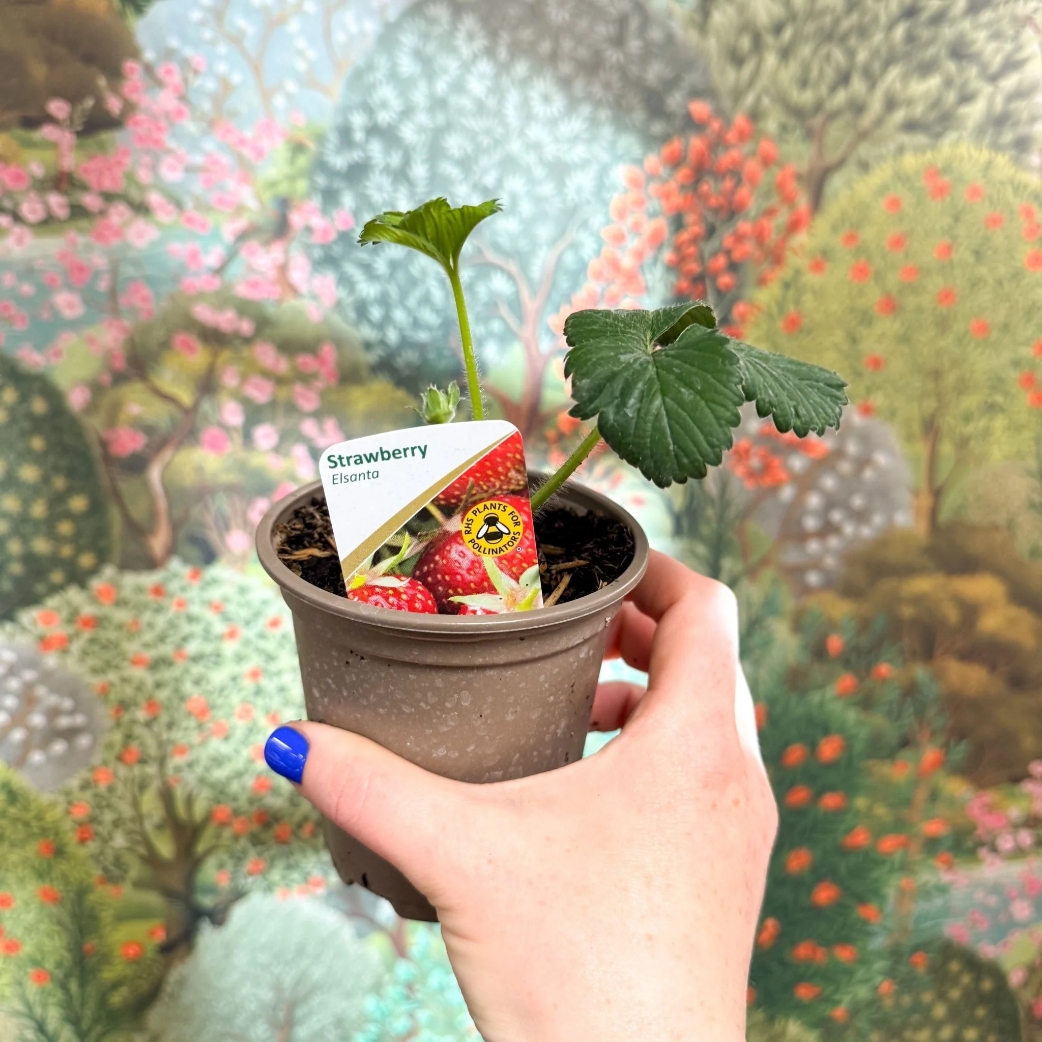 Strawberry - Fragaria x ananassa 'Elsanta'  - British Grown - Image 3