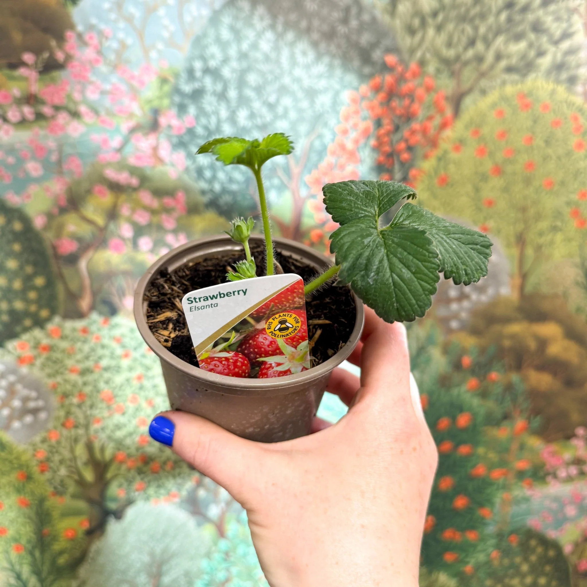 Strawberry - Fragaria x ananassa 'Elsanta'  - British Grown - Image 4