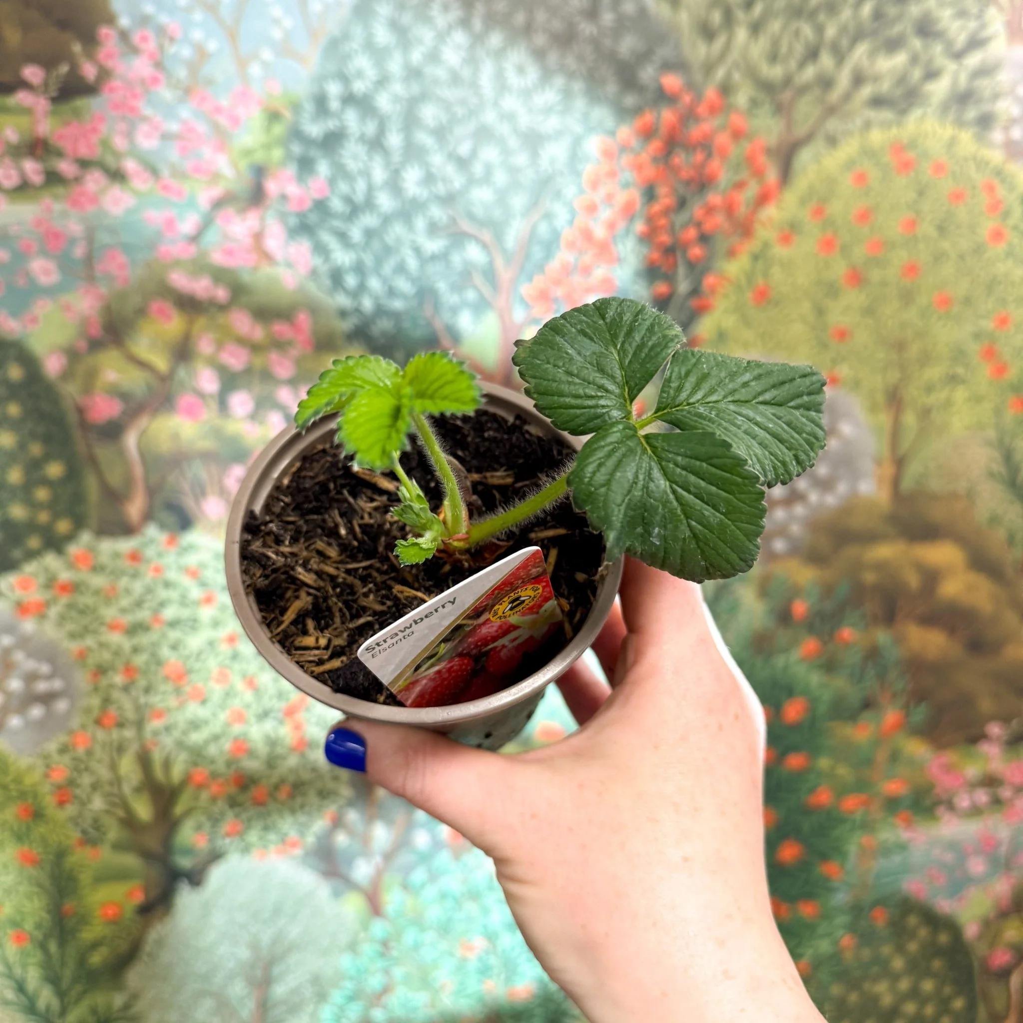 Strawberry - Fragaria x ananassa 'Elsanta'  - British Grown - Image 5