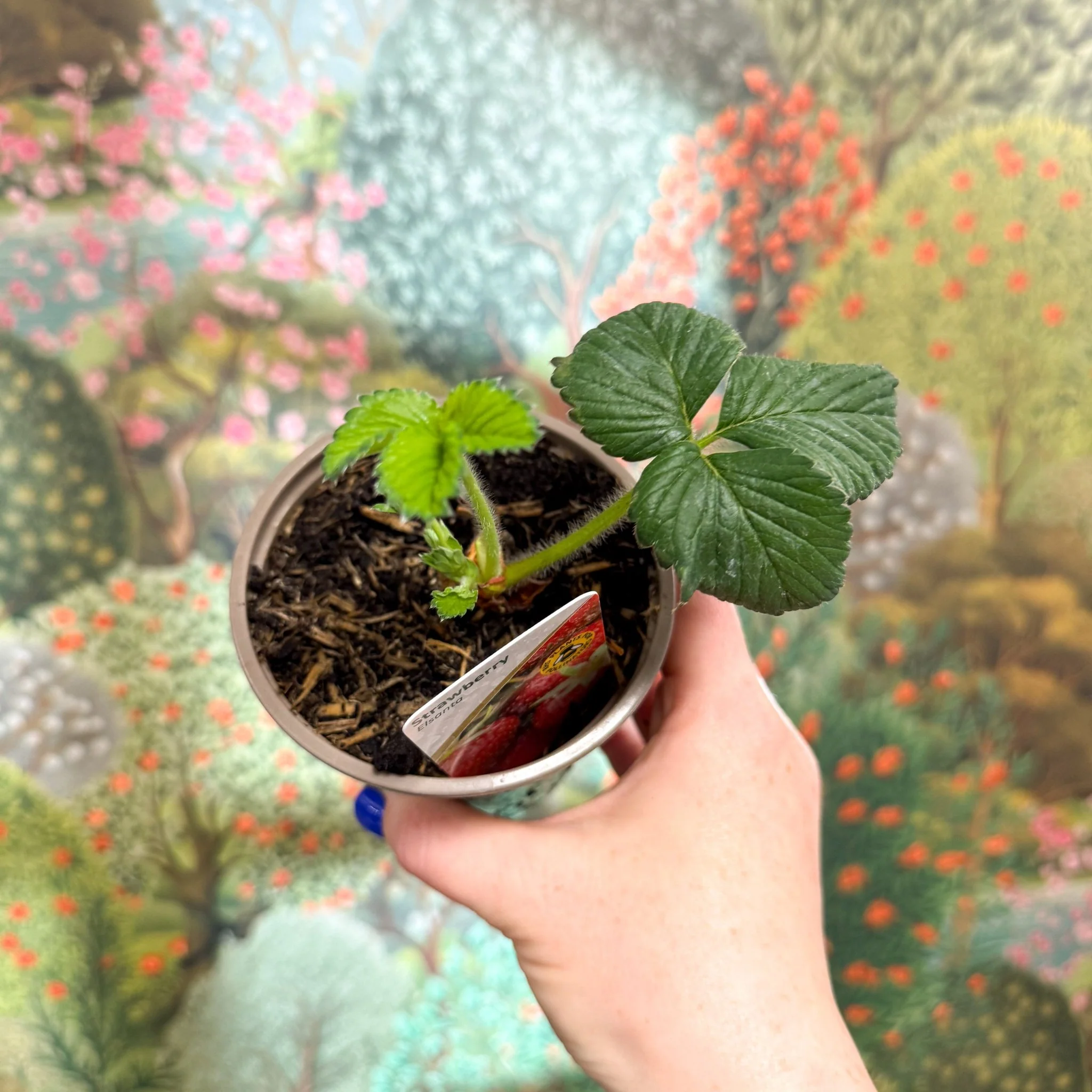 Strawberry - Fragaria x ananassa 'Elsanta'  - British Grown - Image 6