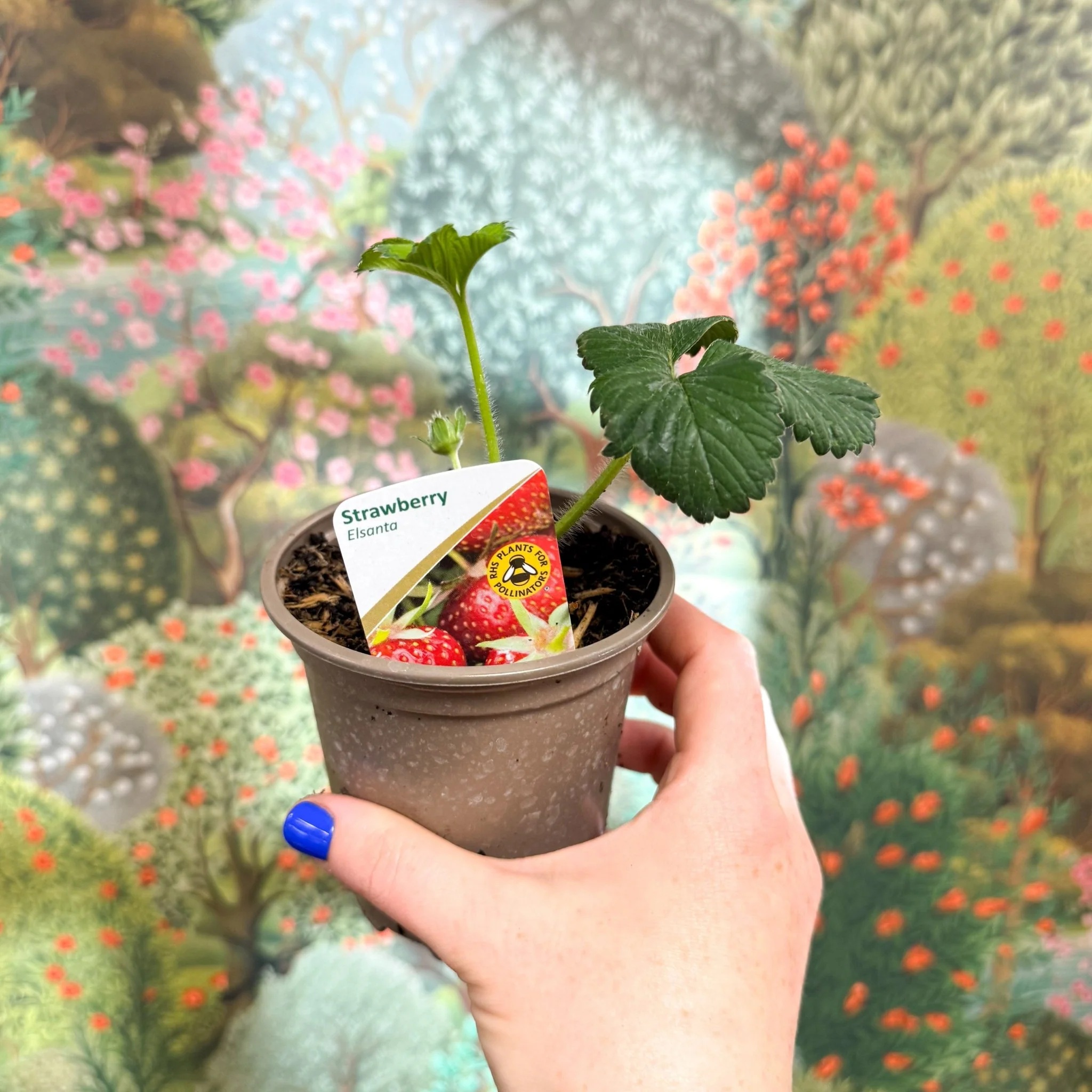 Strawberry - Fragaria x ananassa 'Elsanta'  - British Grown - Image 7