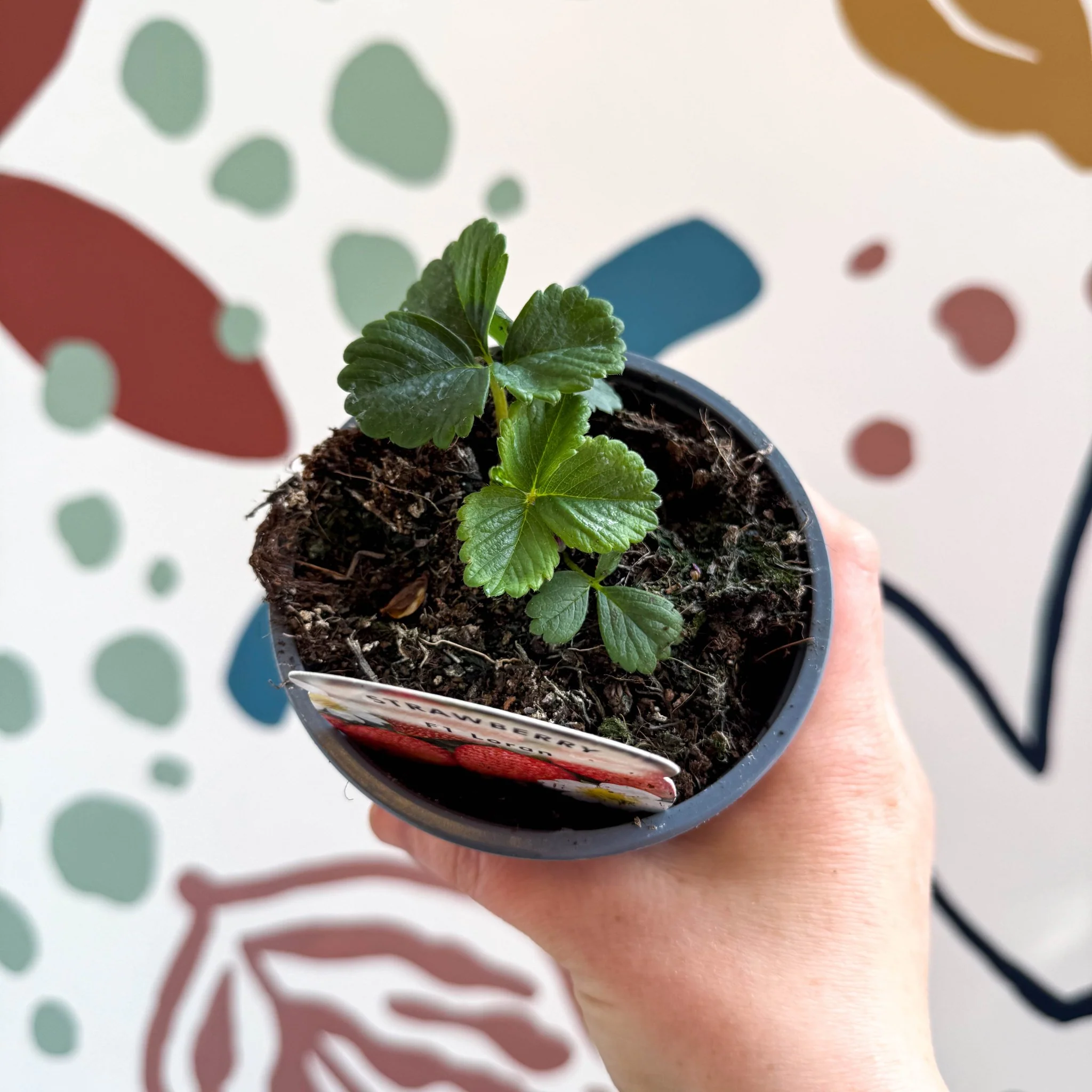 Strawberry - Fragaria x ananassa 'Loran'  F1 - British Grown - Image 3