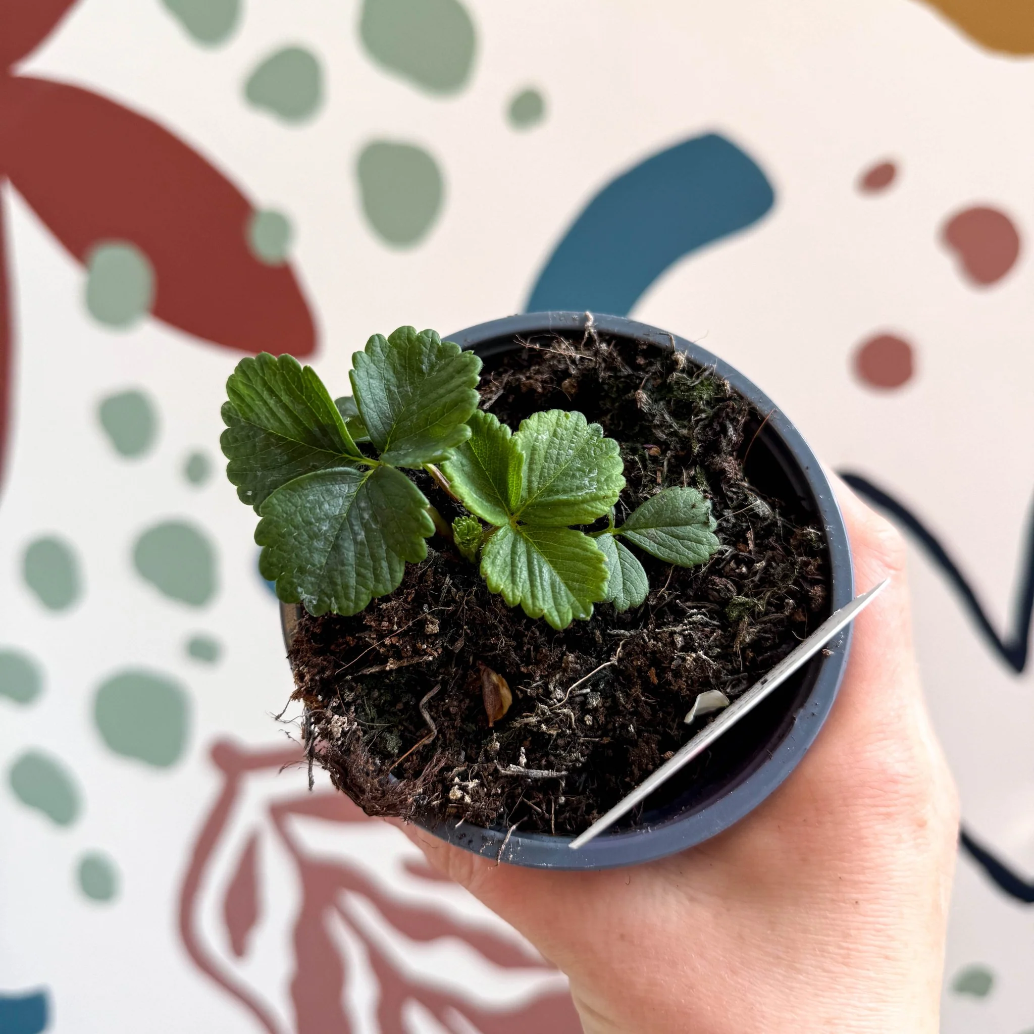 Strawberry - Fragaria x ananassa 'Loran'  F1 - British Grown - Image 4
