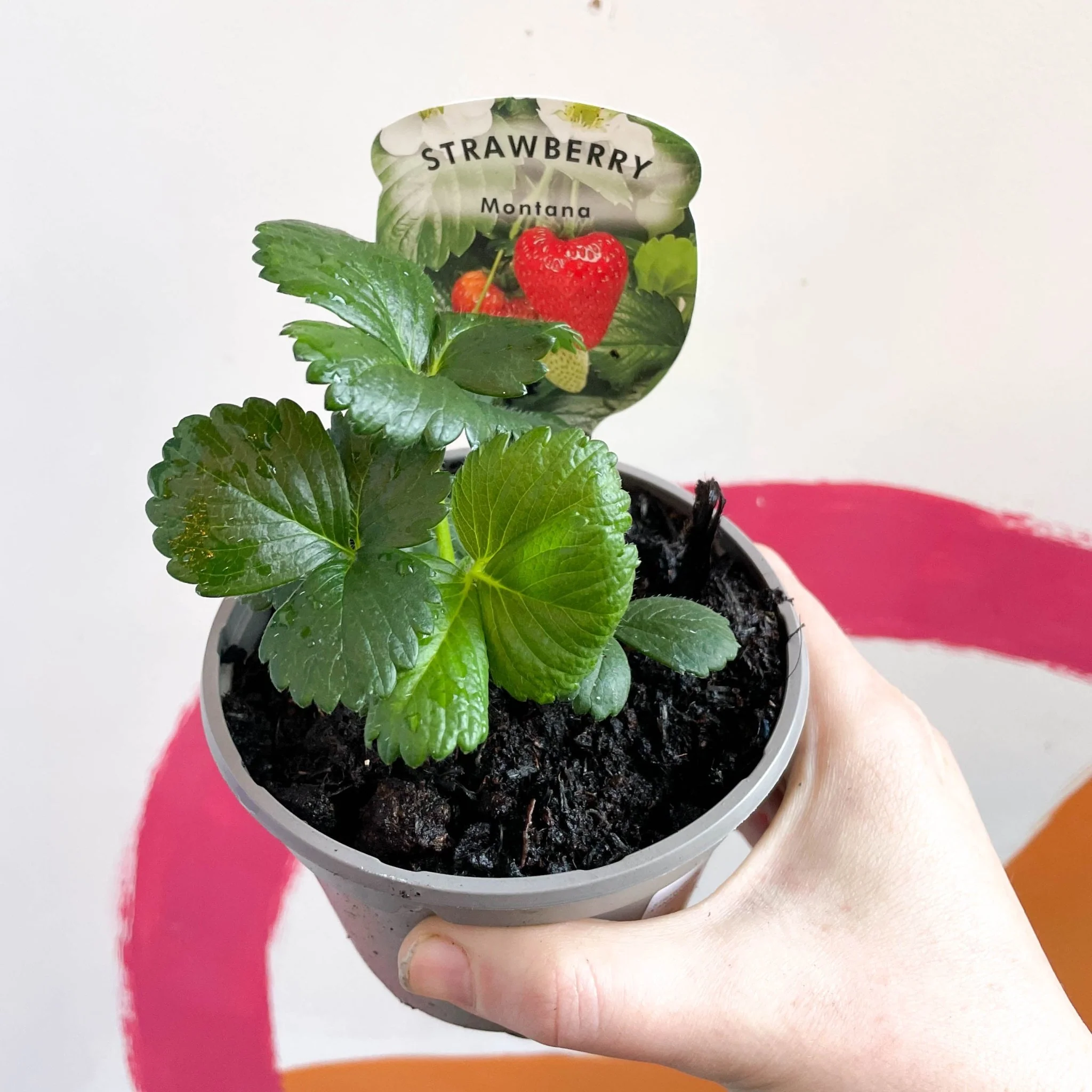 Strawberry - Fragaria x ananassa 'Montana' - British Grown