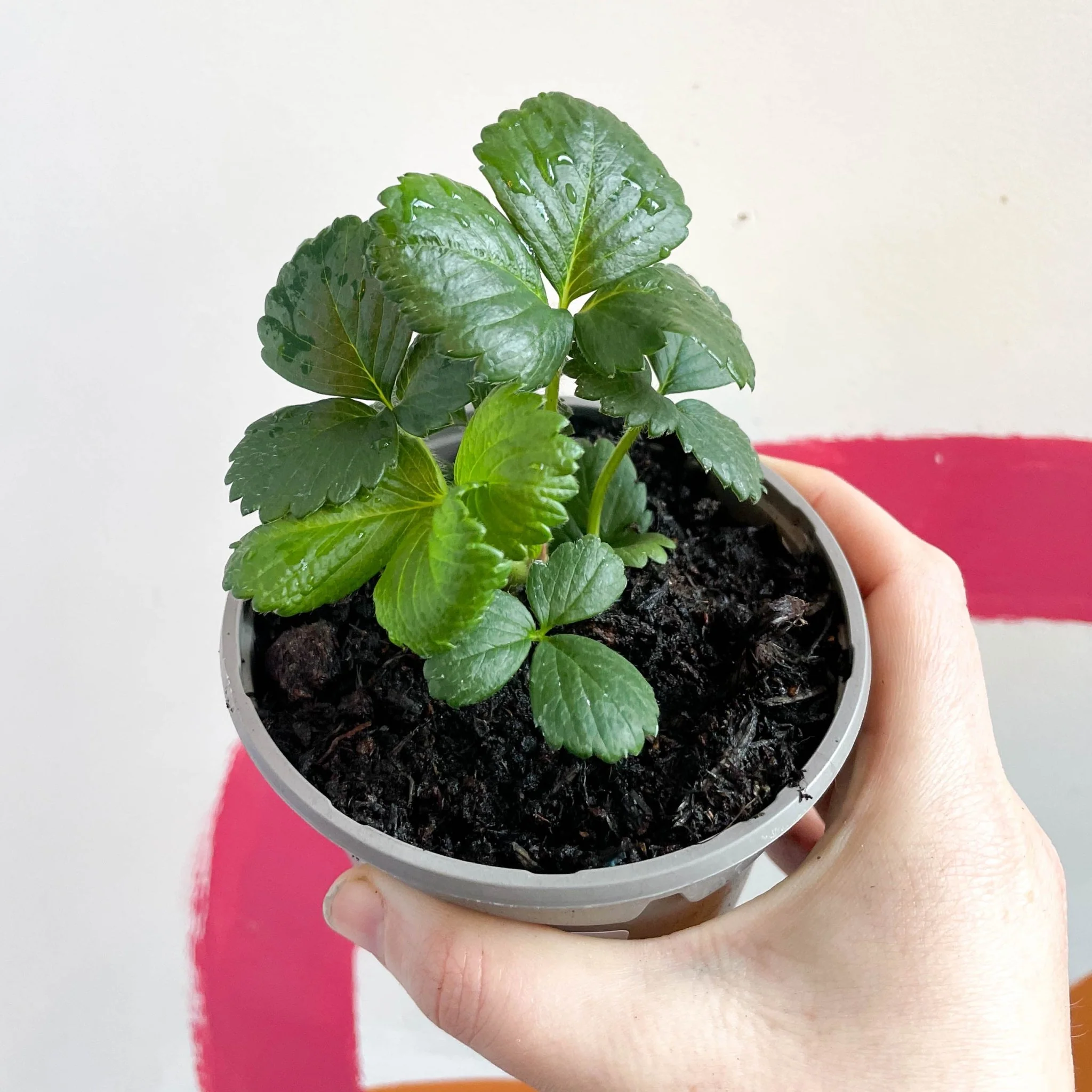 Strawberry - Fragaria x ananassa 'Montana' - British Grown - Image 2