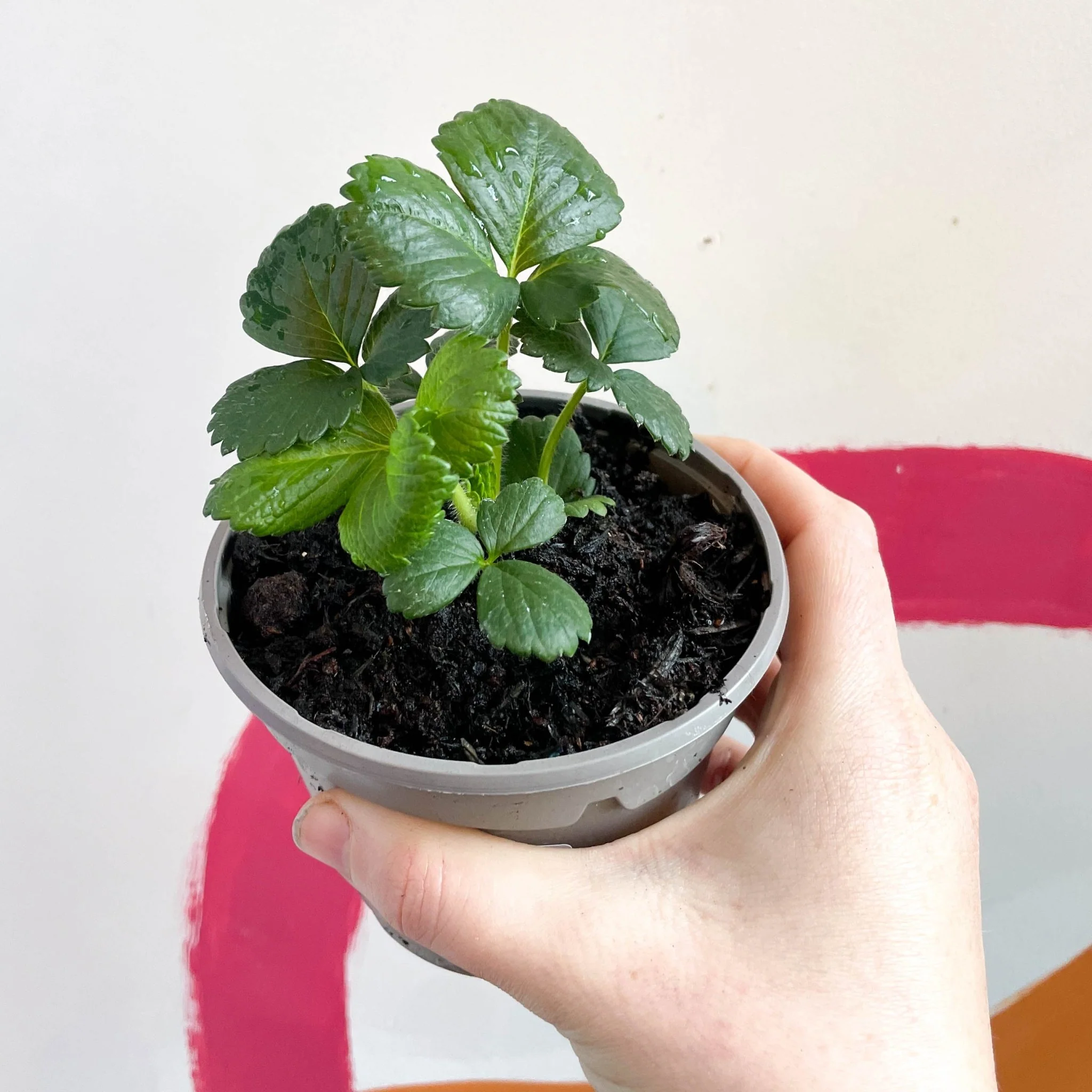 Strawberry - Fragaria x ananassa 'Montana' - British Grown - Image 3