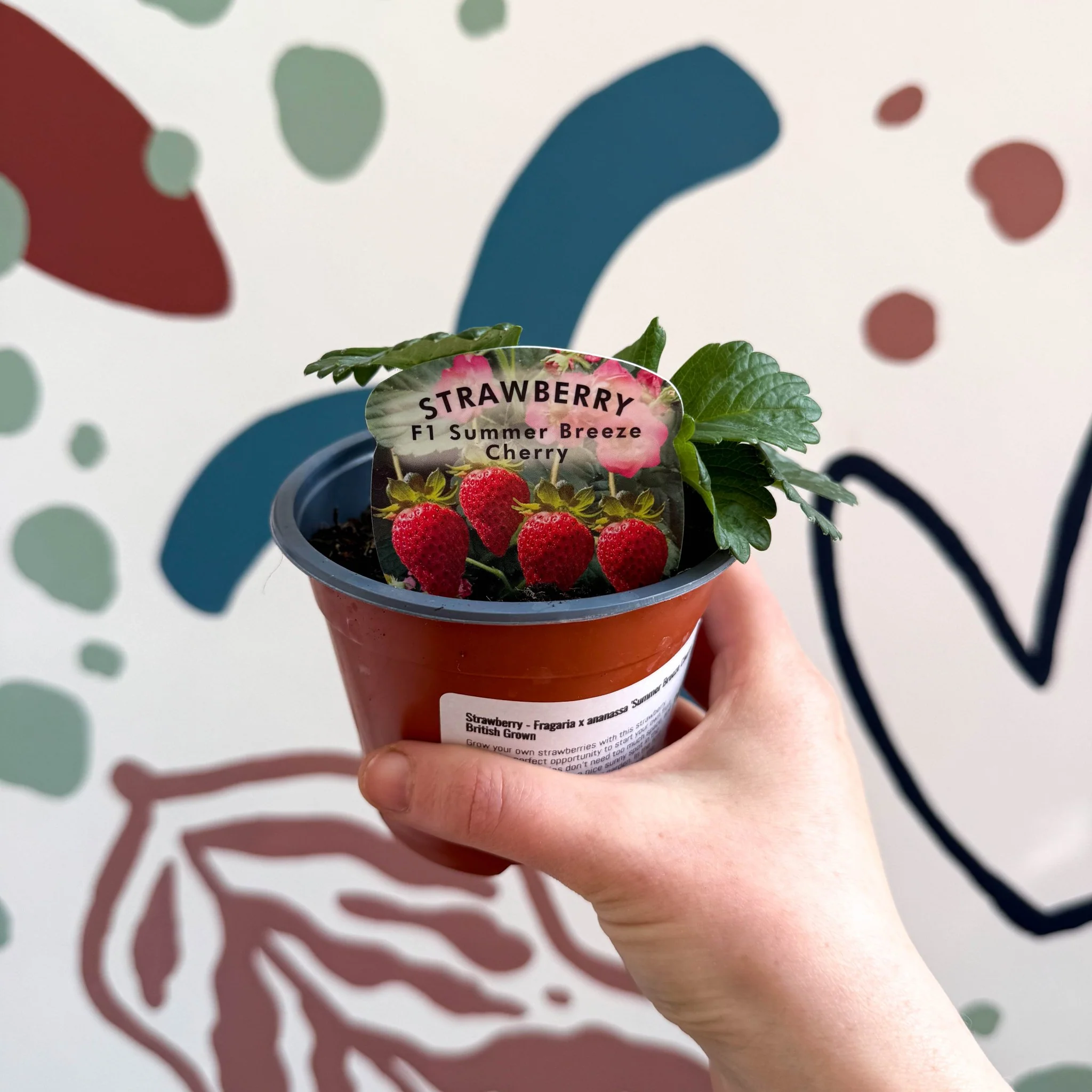 Strawberry - Fragaria x ananassa 'Summer Breeze Cherry'  F1 - British Grown
