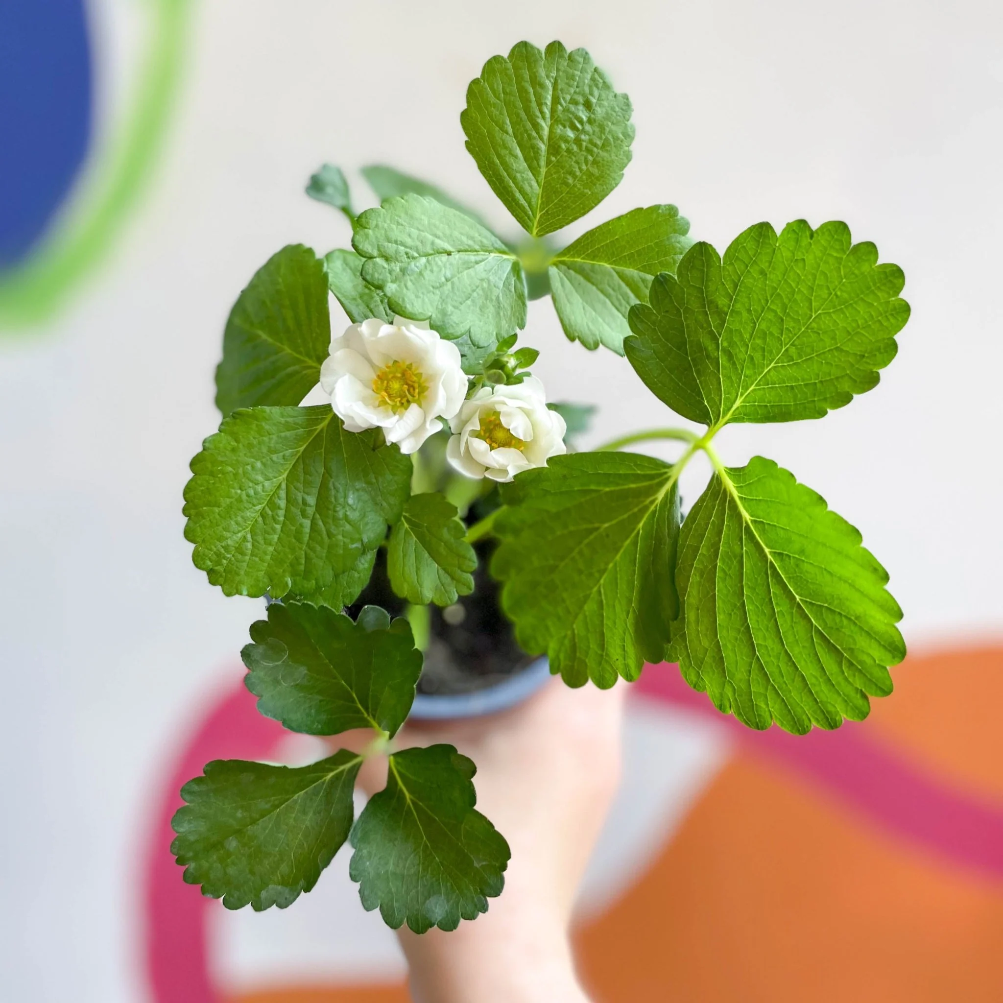 Strawberry - Fragaria x ananassa 'Summer Breeze Snow' F1 - British Grown