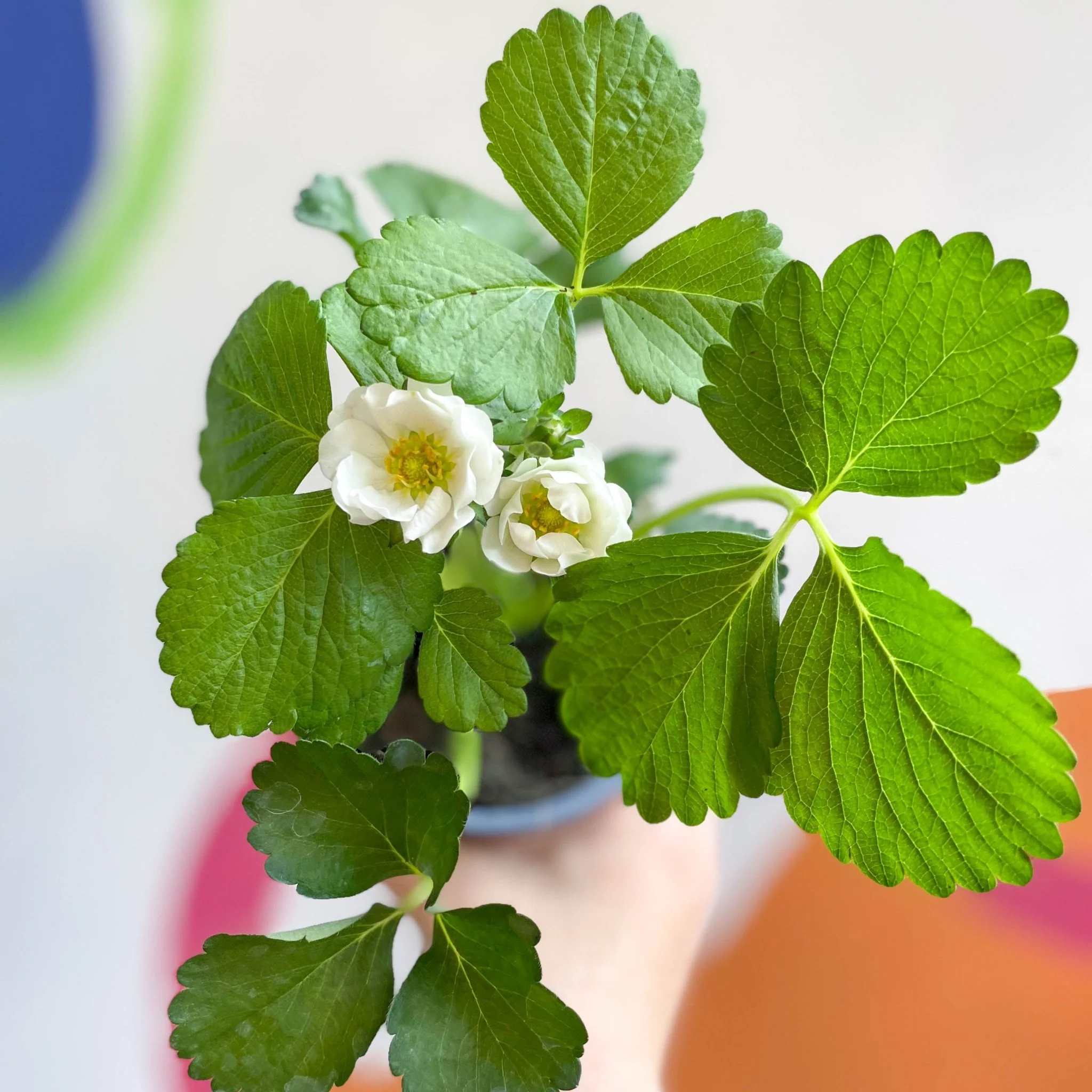 Strawberry - Fragaria x ananassa 'Summer Breeze Snow' F1 - British Grown - Image 4