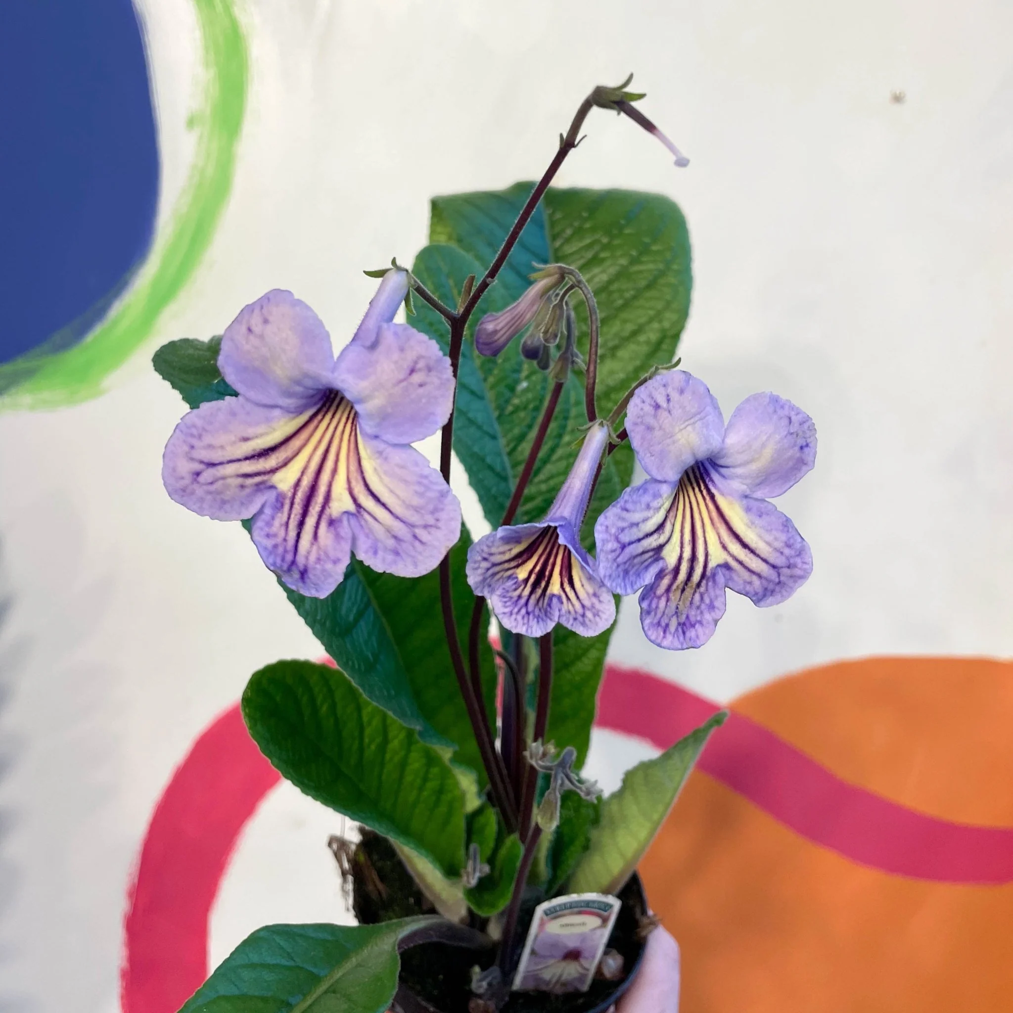 Streptocarpus ionantha 'Abigail' - Welsh Grown