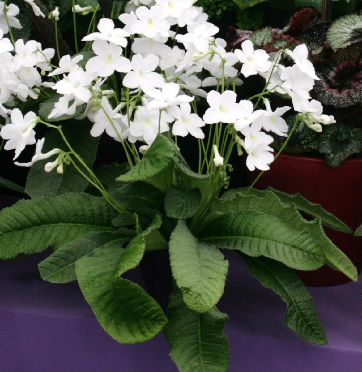 Streptocarpus ionantha 'Albatross' - Welsh Grown