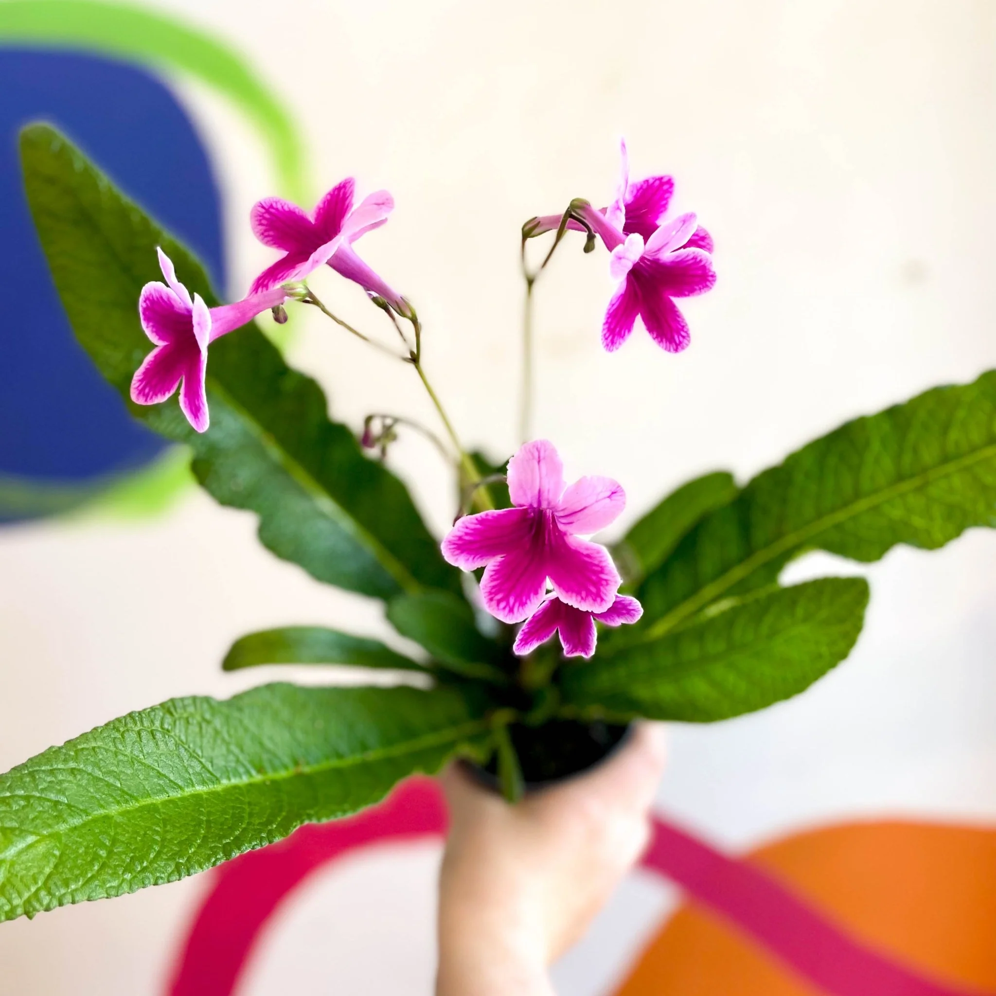 Streptocarpus ionantha 'Caitlin' - Welsh Grown