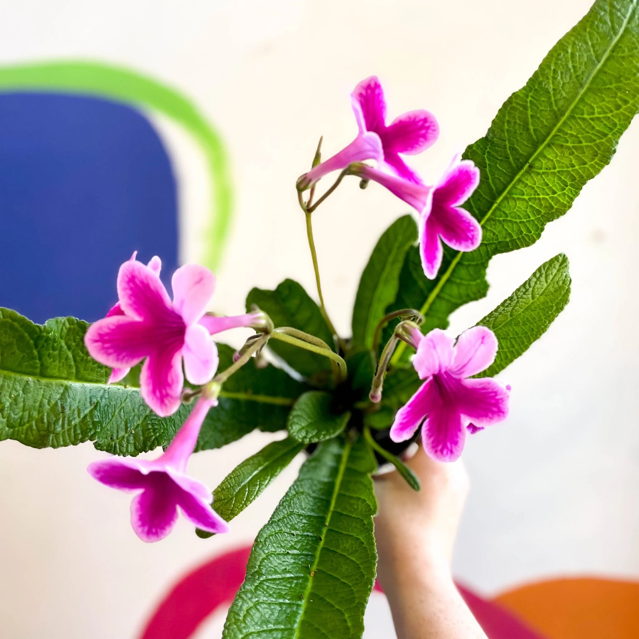 Streptocarpus ionantha 'Caitlin' - Welsh Grown - Image 10