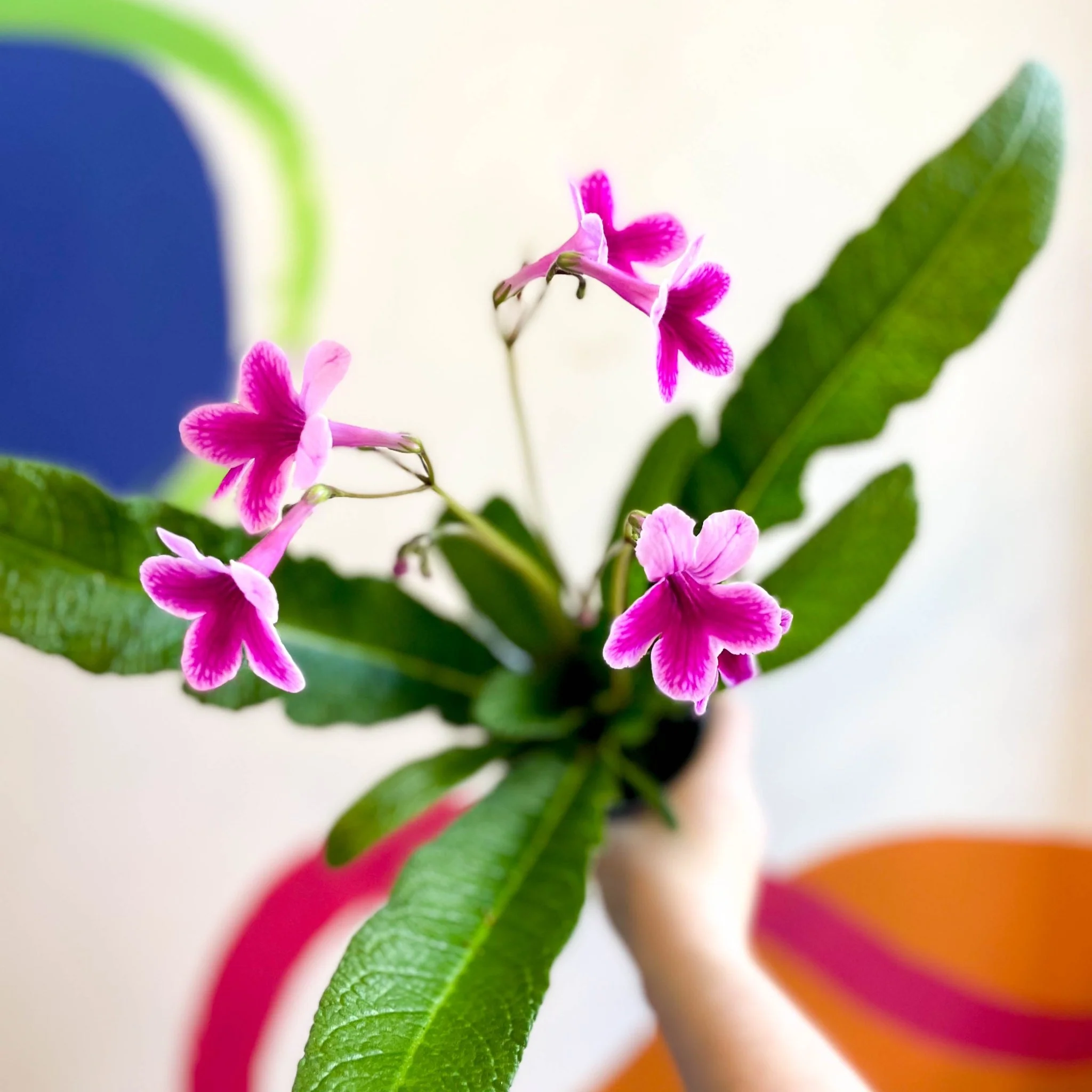 Streptocarpus ionantha 'Caitlin' - Welsh Grown - Image 2