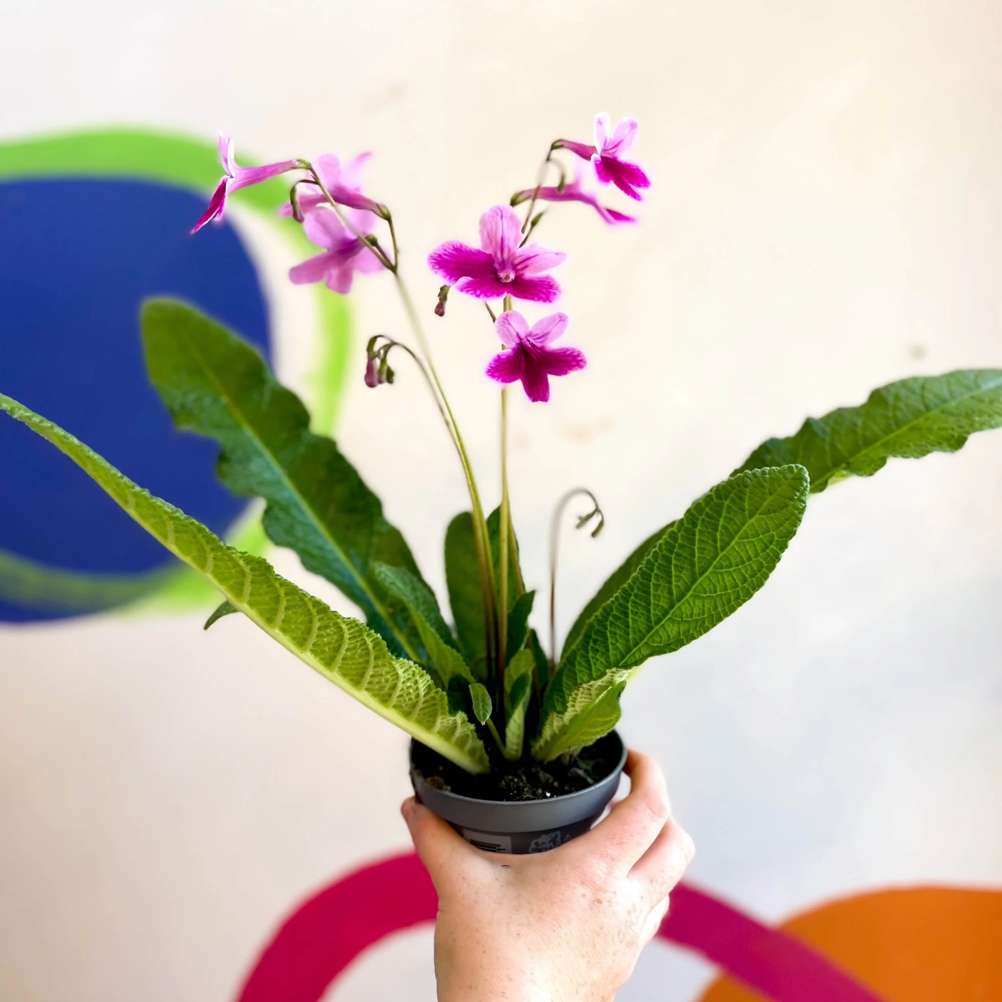 Streptocarpus ionantha 'Caitlin' - Welsh Grown - Image 3