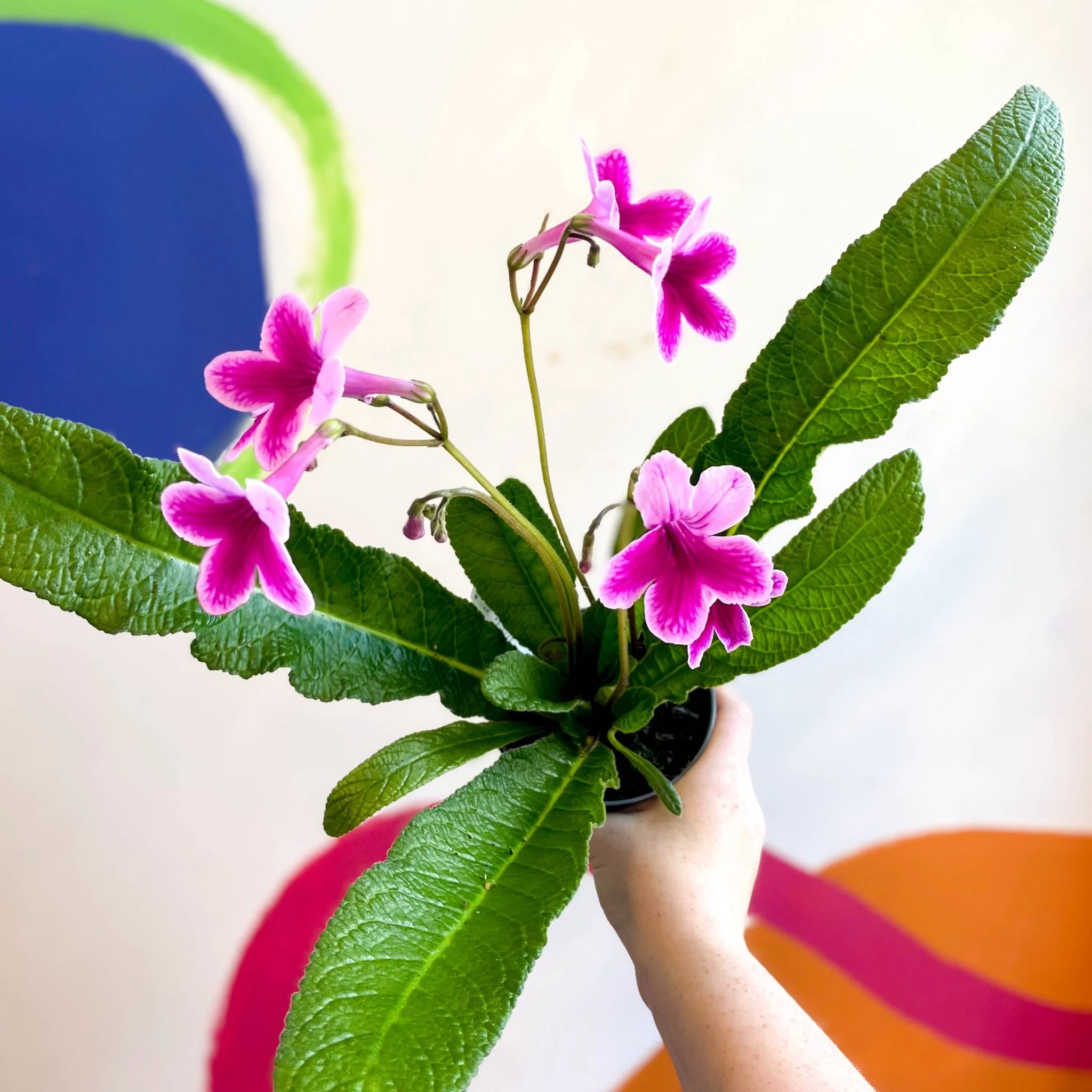 Streptocarpus ionantha 'Caitlin' - Welsh Grown - Image 4
