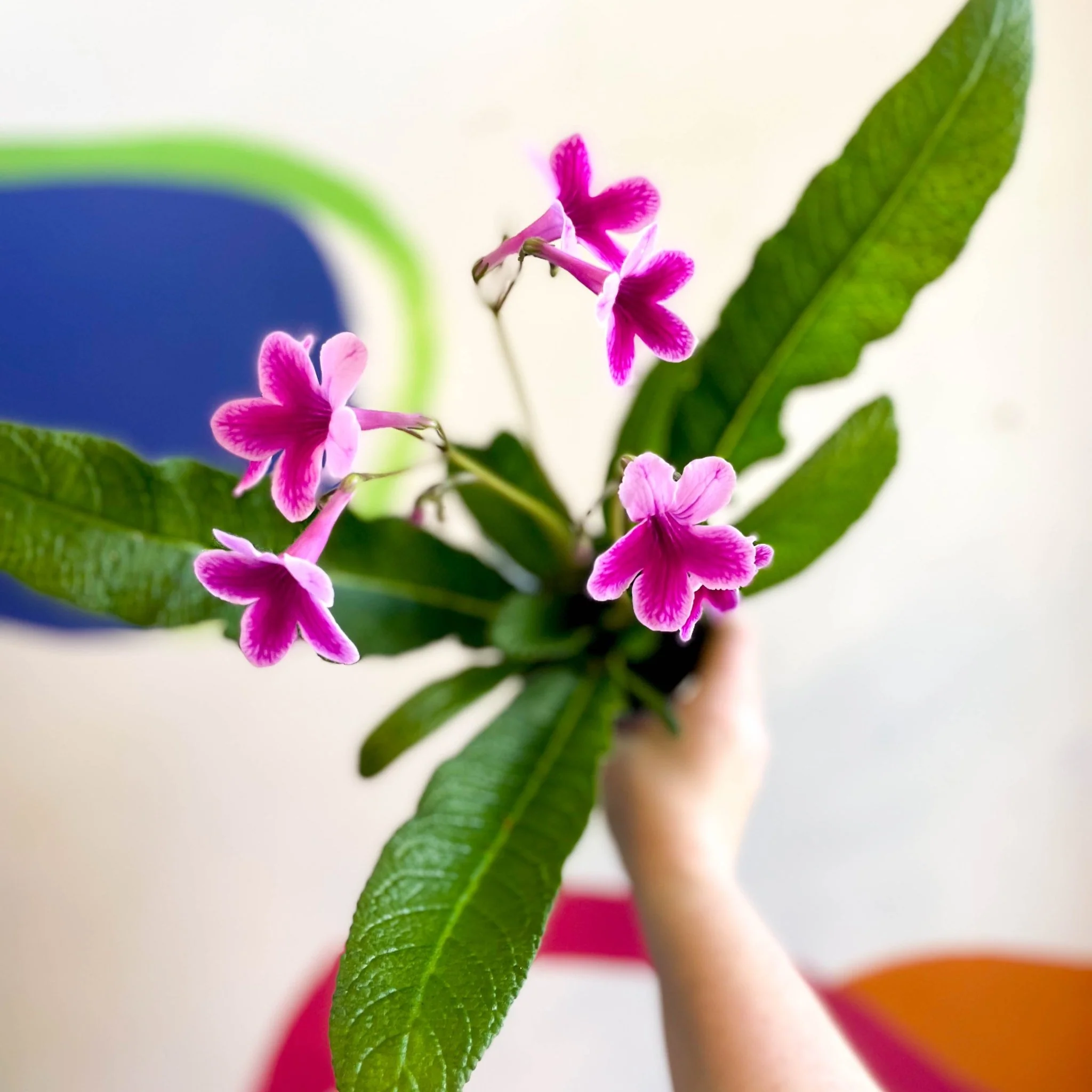 Streptocarpus ionantha 'Caitlin' - Welsh Grown - Image 5
