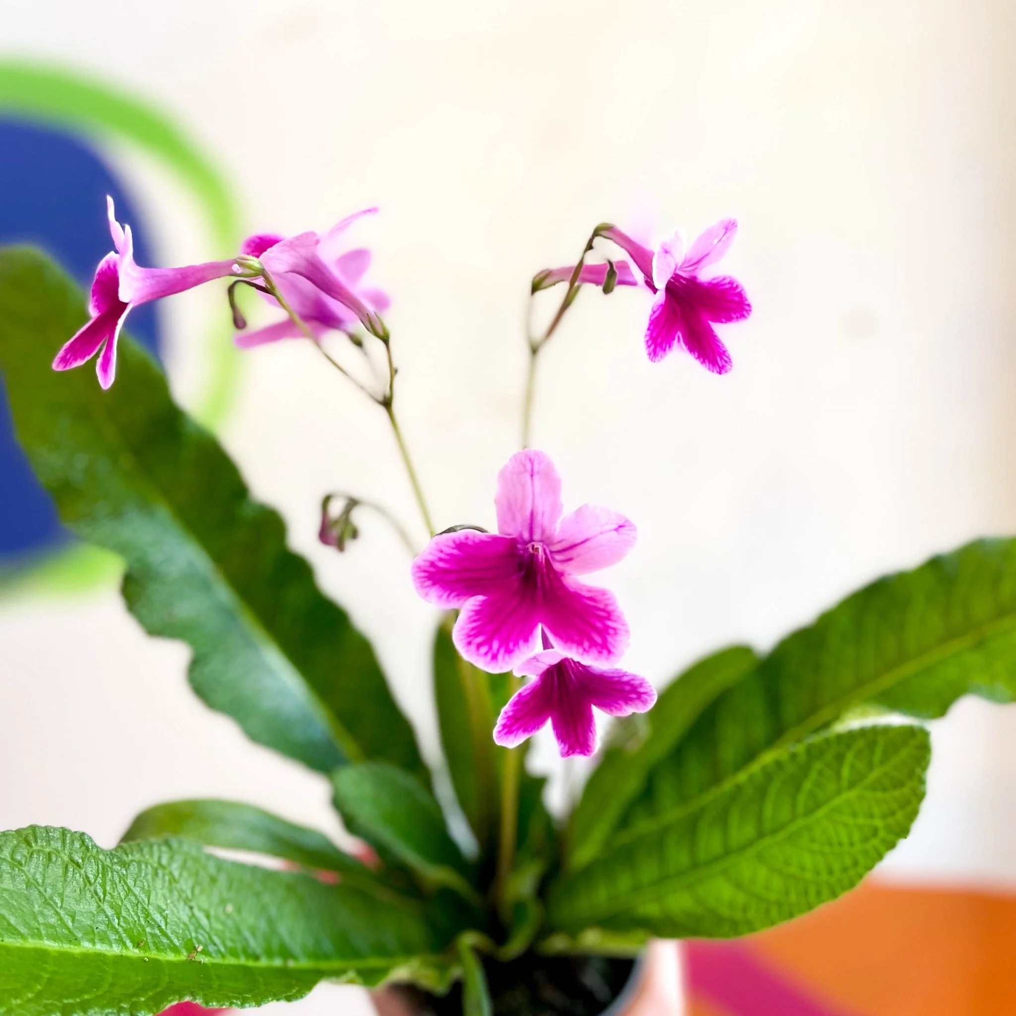 Streptocarpus ionantha 'Caitlin' - Welsh Grown - Image 6