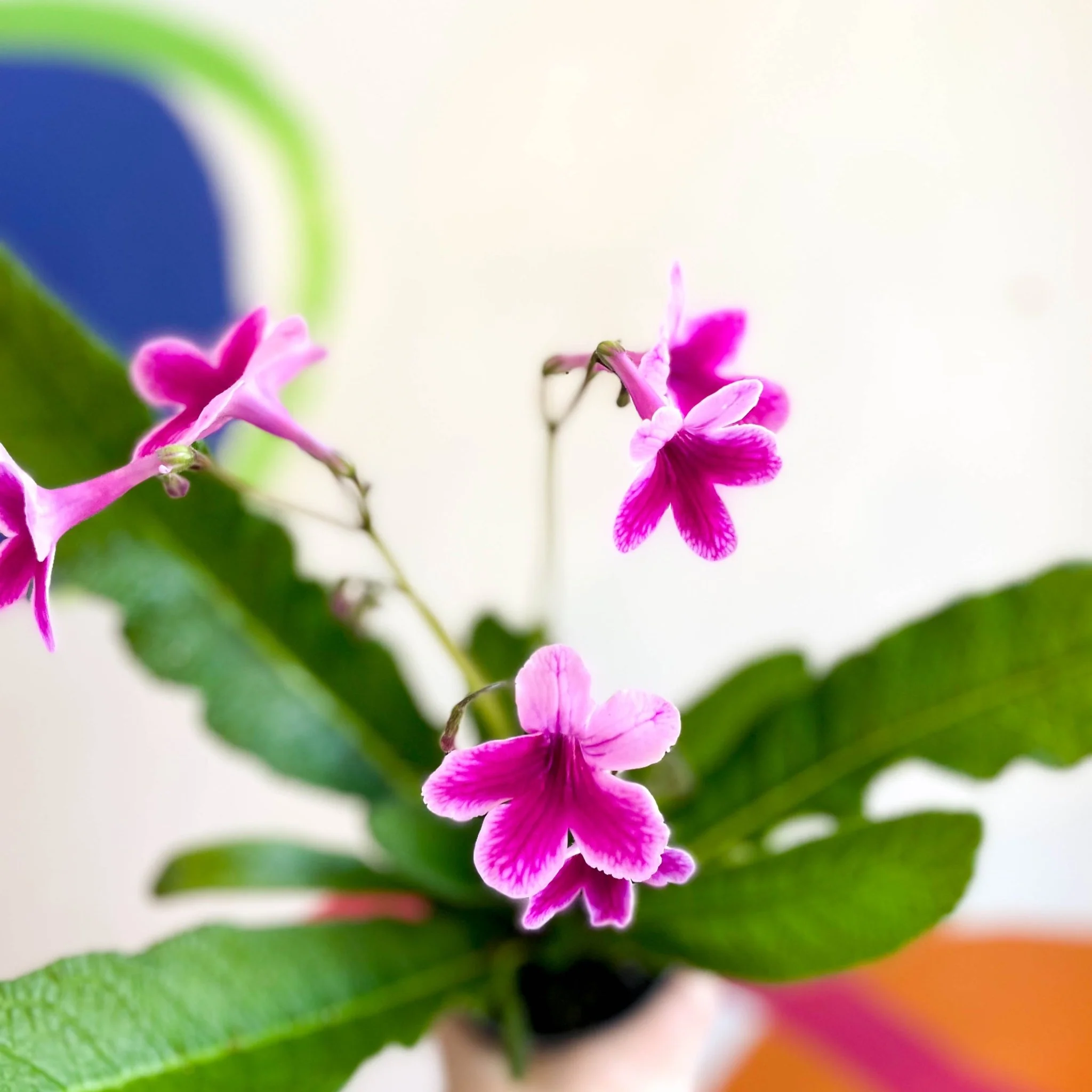 Streptocarpus ionantha 'Caitlin' - Welsh Grown - Image 7