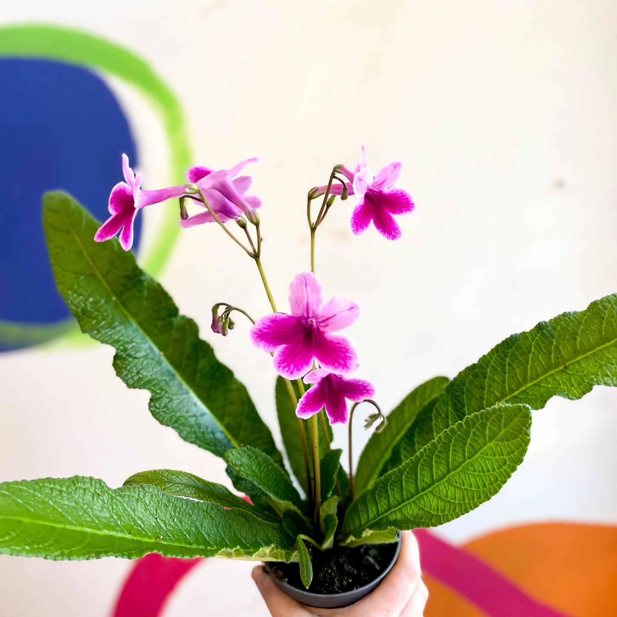 Streptocarpus ionantha 'Caitlin' - Welsh Grown - Image 8