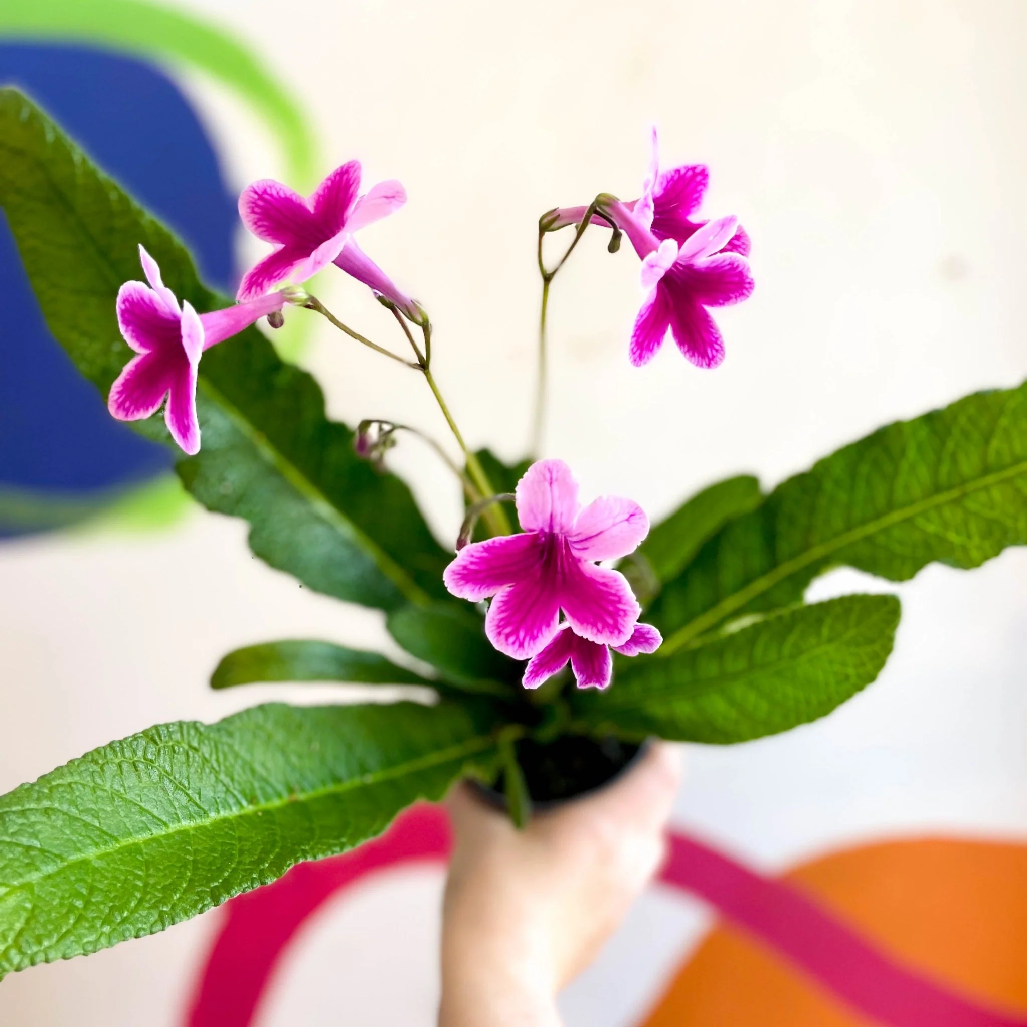 Streptocarpus ionantha 'Caitlin' - Welsh Grown - Image 9