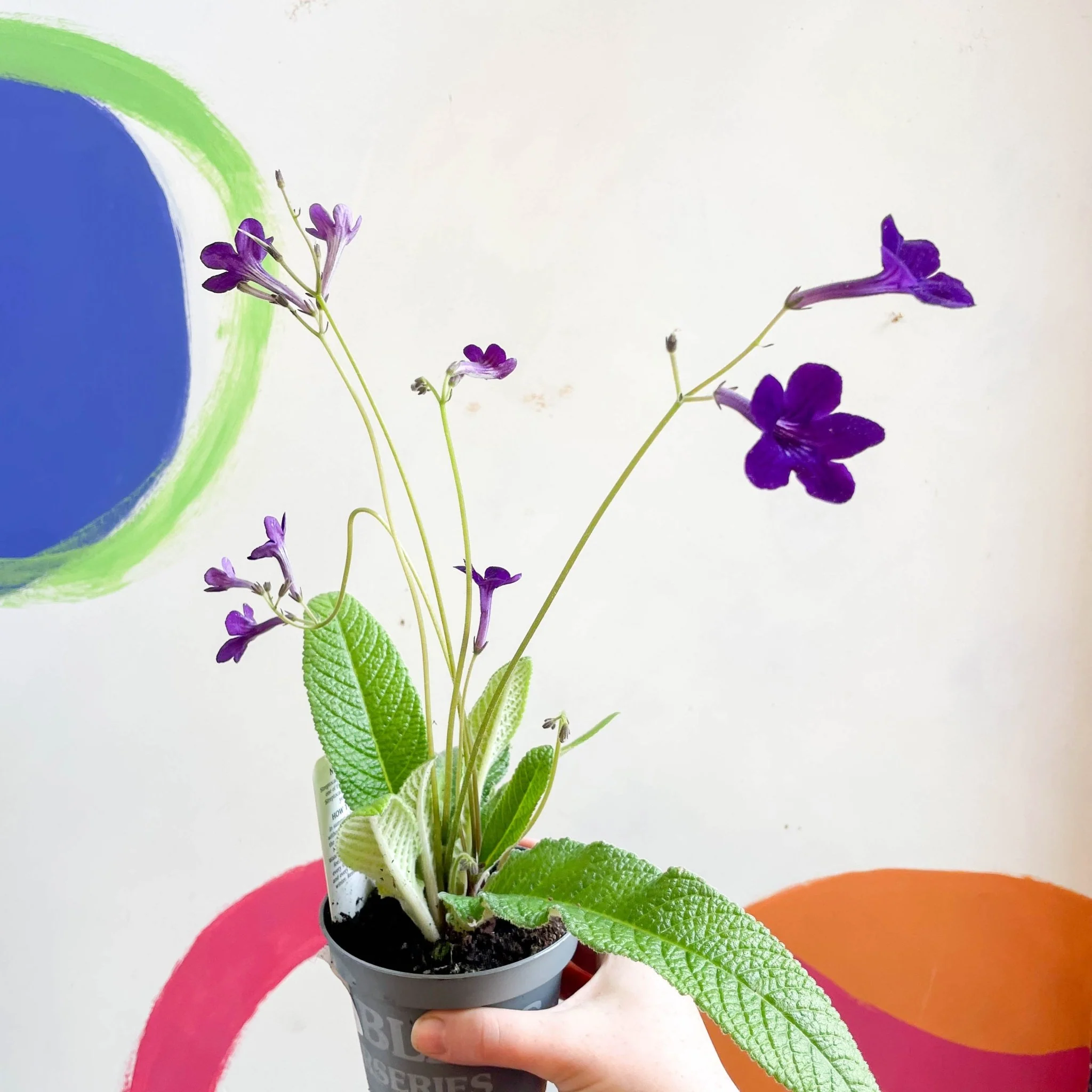 Streptocarpus ionantha 'Crystal Wonder' - Welsh Grown