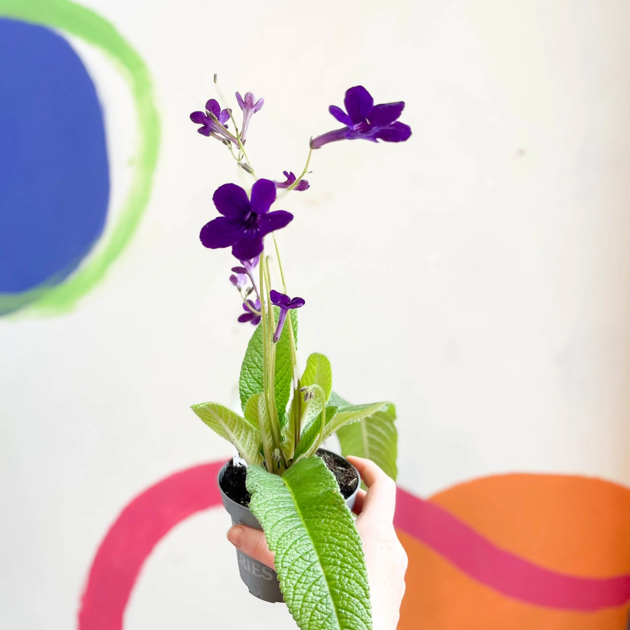 Streptocarpus ionantha 'Crystal Wonder' - Welsh Grown - Image 2