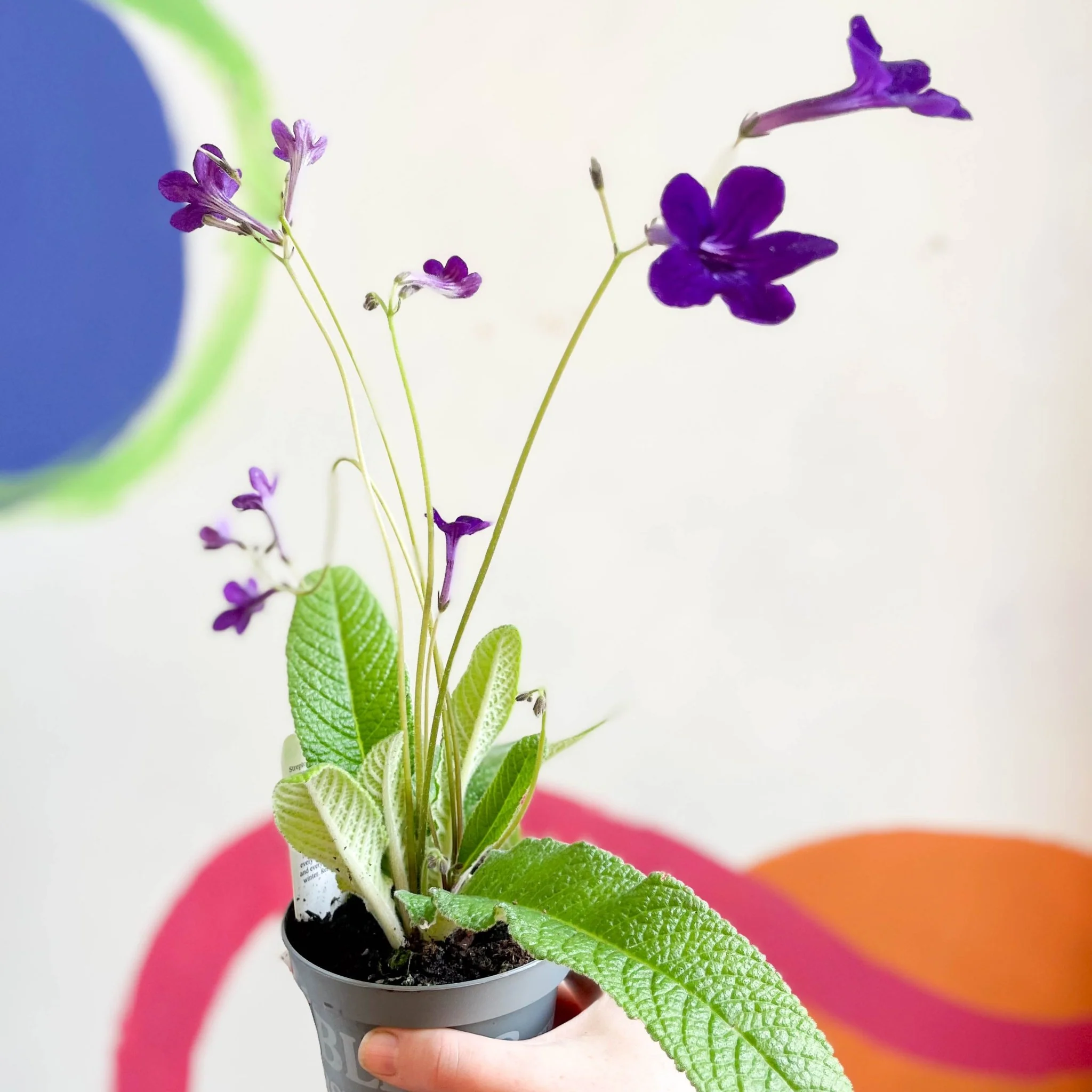 Streptocarpus ionantha 'Crystal Wonder' - Welsh Grown - Image 3