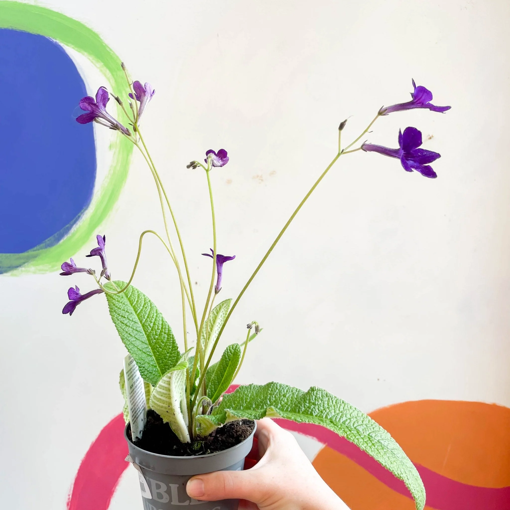 Streptocarpus ionantha 'Crystal Wonder' - Welsh Grown - Image 4