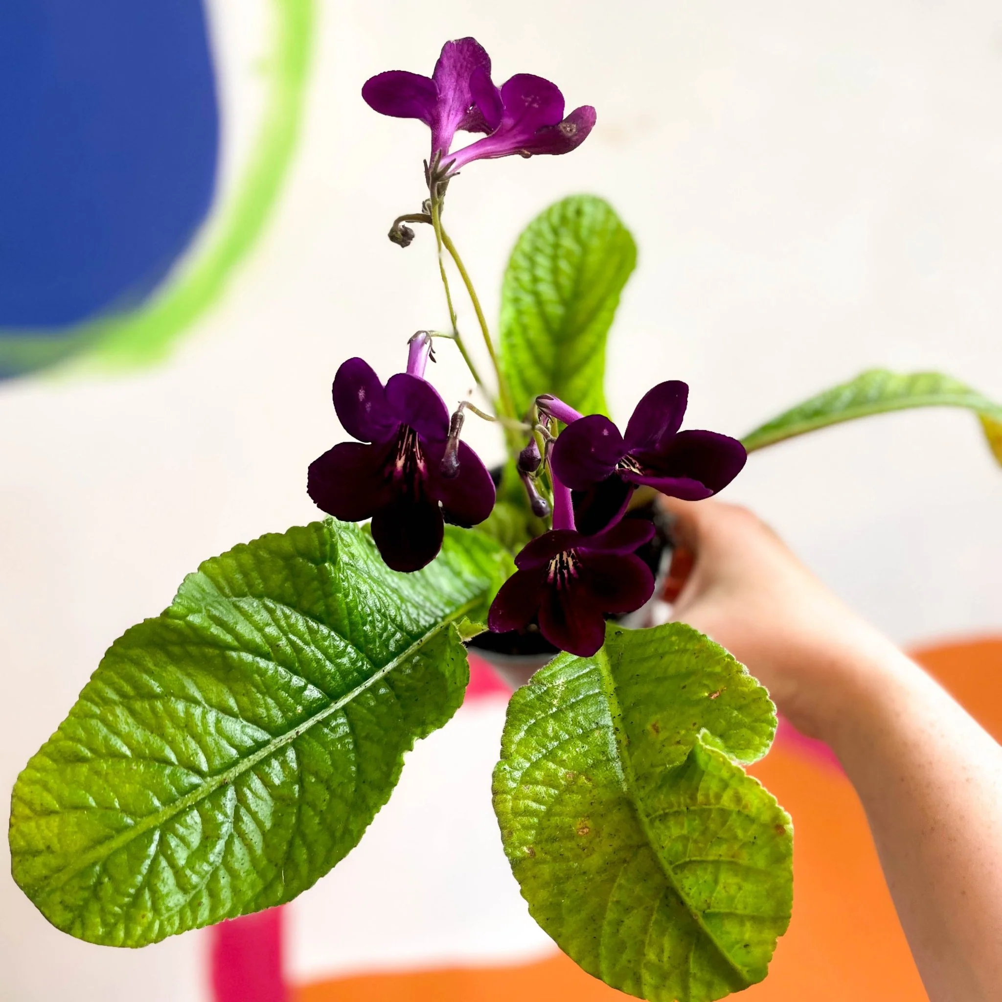 Streptocarpus ionantha 'Dibley's Patricia' - Welsh Grown - Image 2