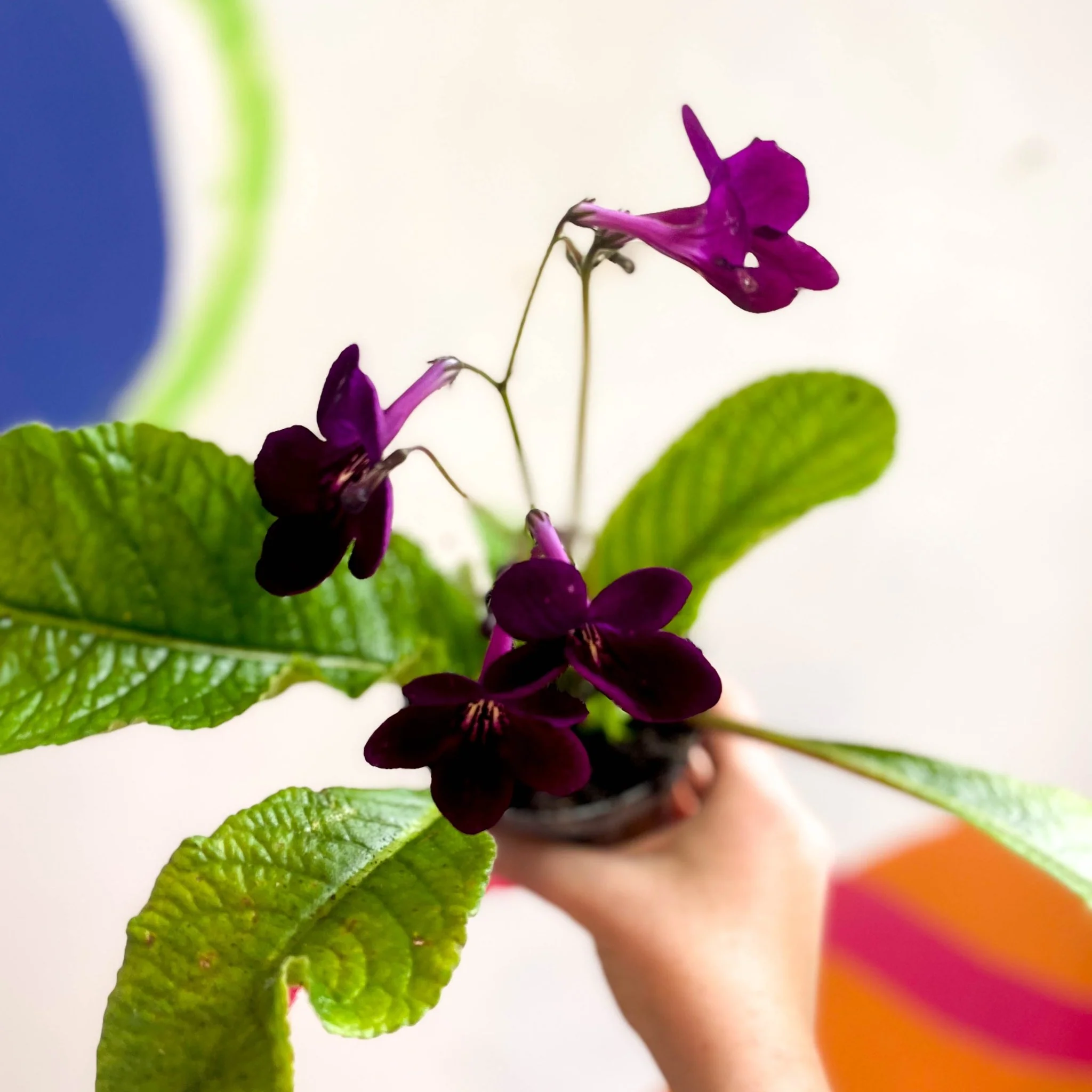 Streptocarpus ionantha 'Dibley's Patricia' - Welsh Grown - Image 3