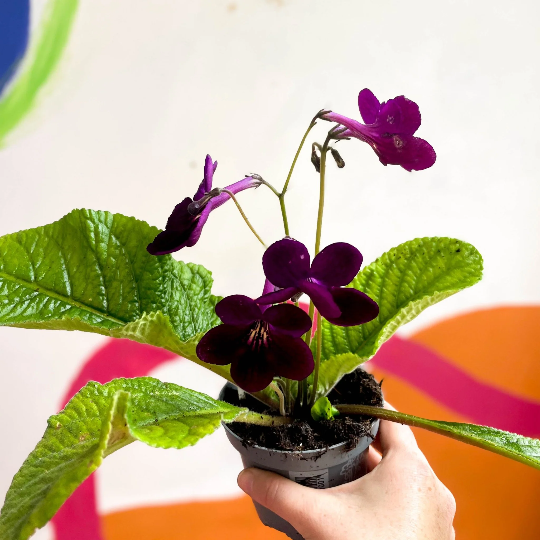 Streptocarpus ionantha 'Dibley's Patricia' - Welsh Grown - Image 4