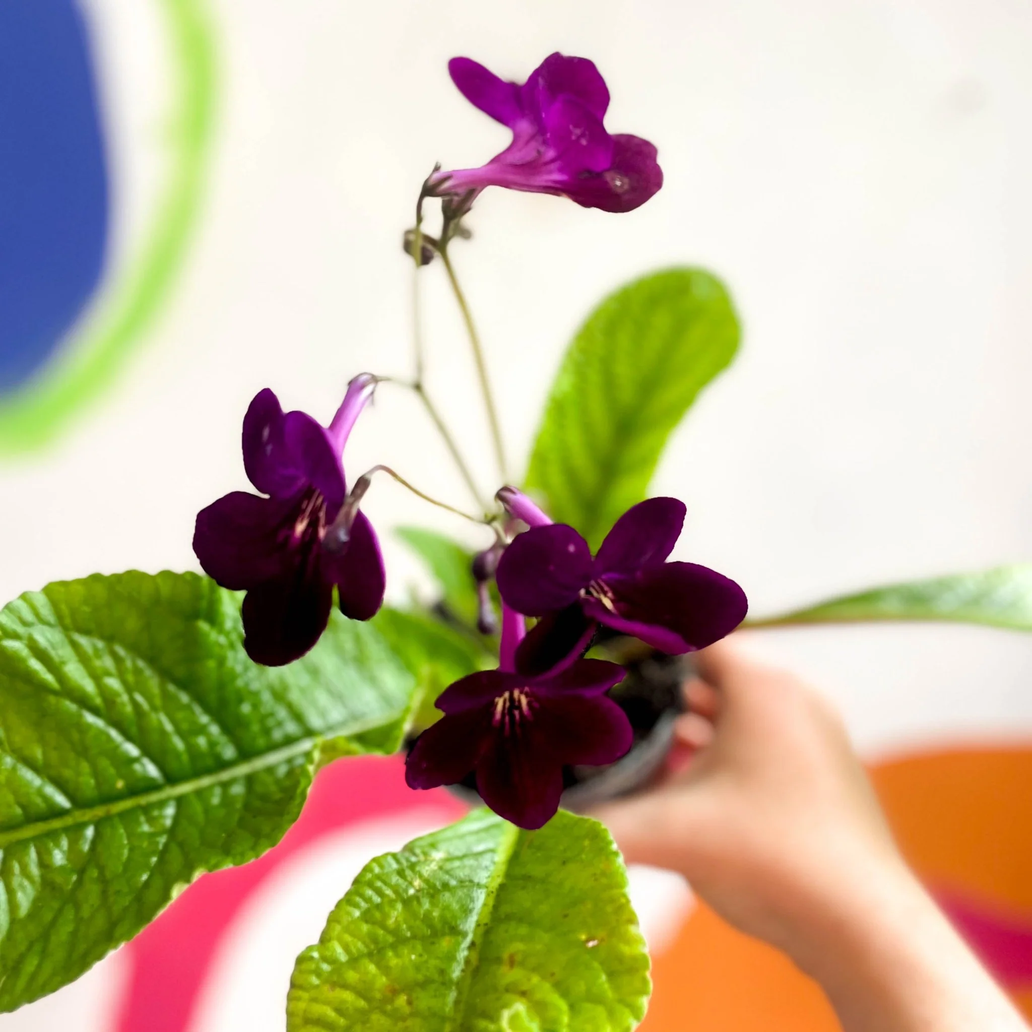 Streptocarpus ionantha 'Dibley's Patricia' - Welsh Grown - Image 5