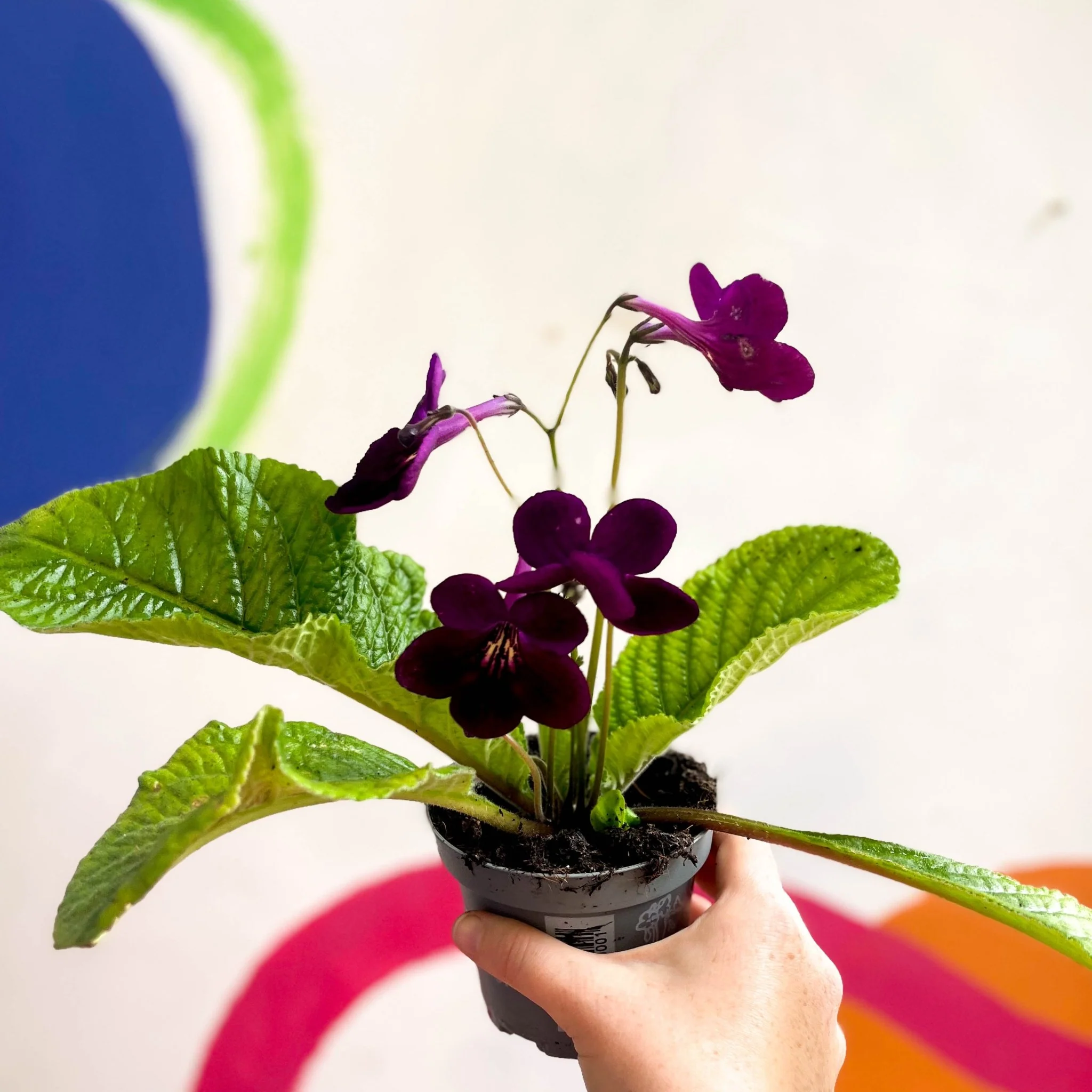 Streptocarpus ionantha 'Dibley's Patricia' - Welsh Grown - Image 6